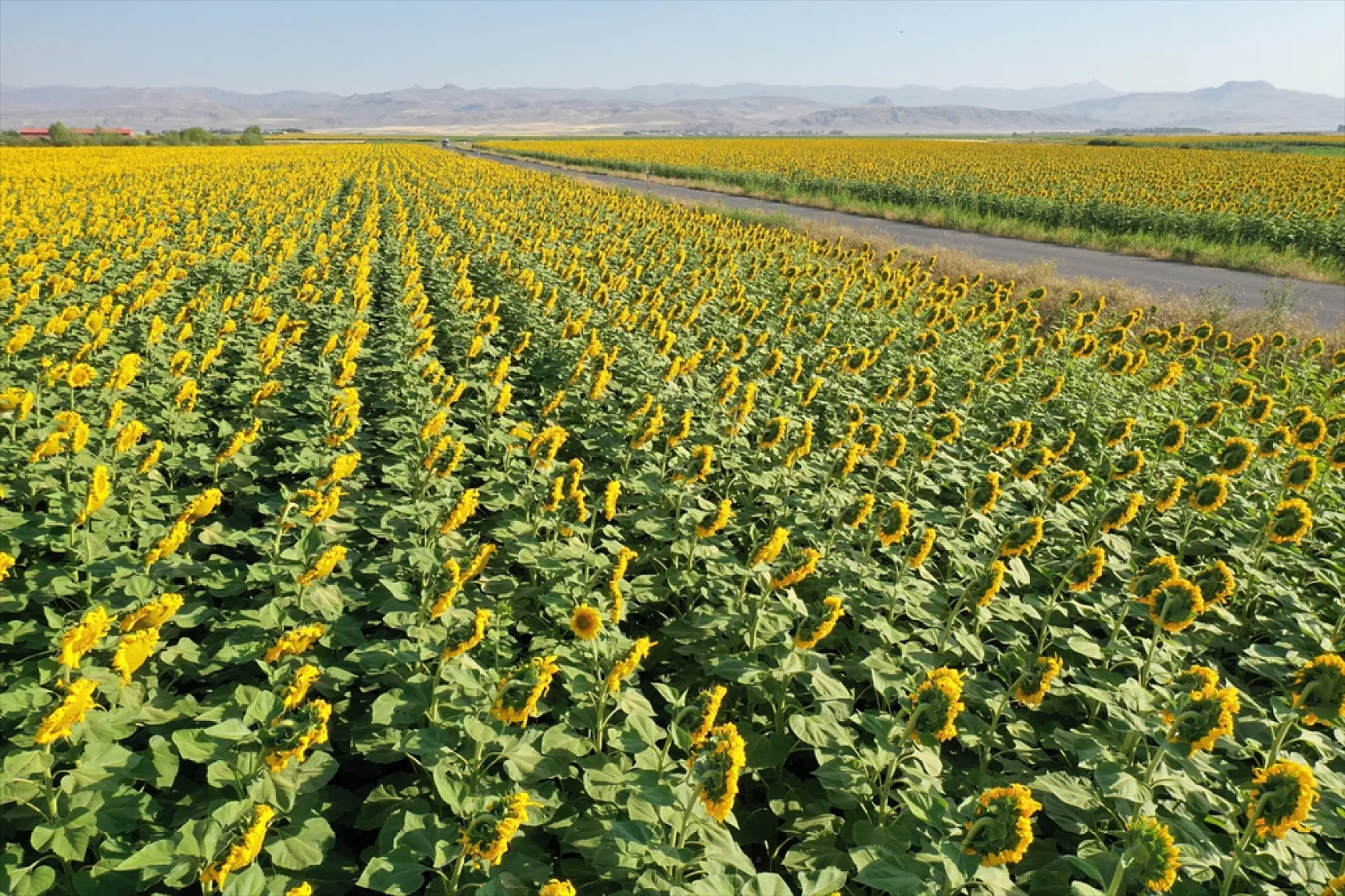 Ağrı'da ayçiçeği tarlaları sarıya büründü