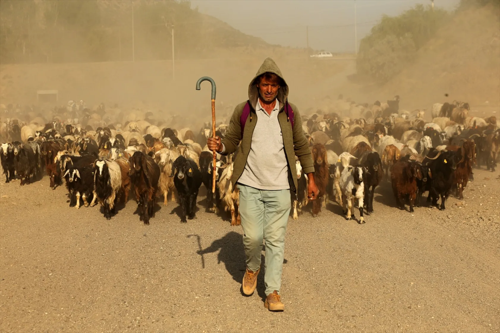 Hayvan sürüleri Nemrut Dağı eteklerinde besleniyor