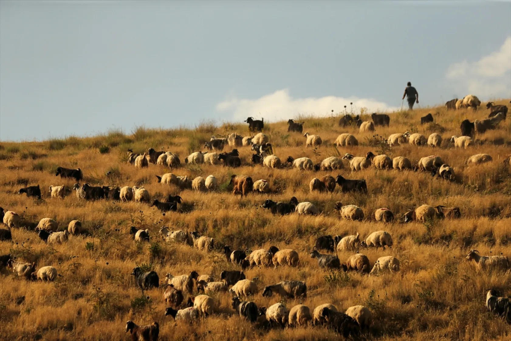 Hayvan sürüleri Nemrut Dağı eteklerinde besleniyor