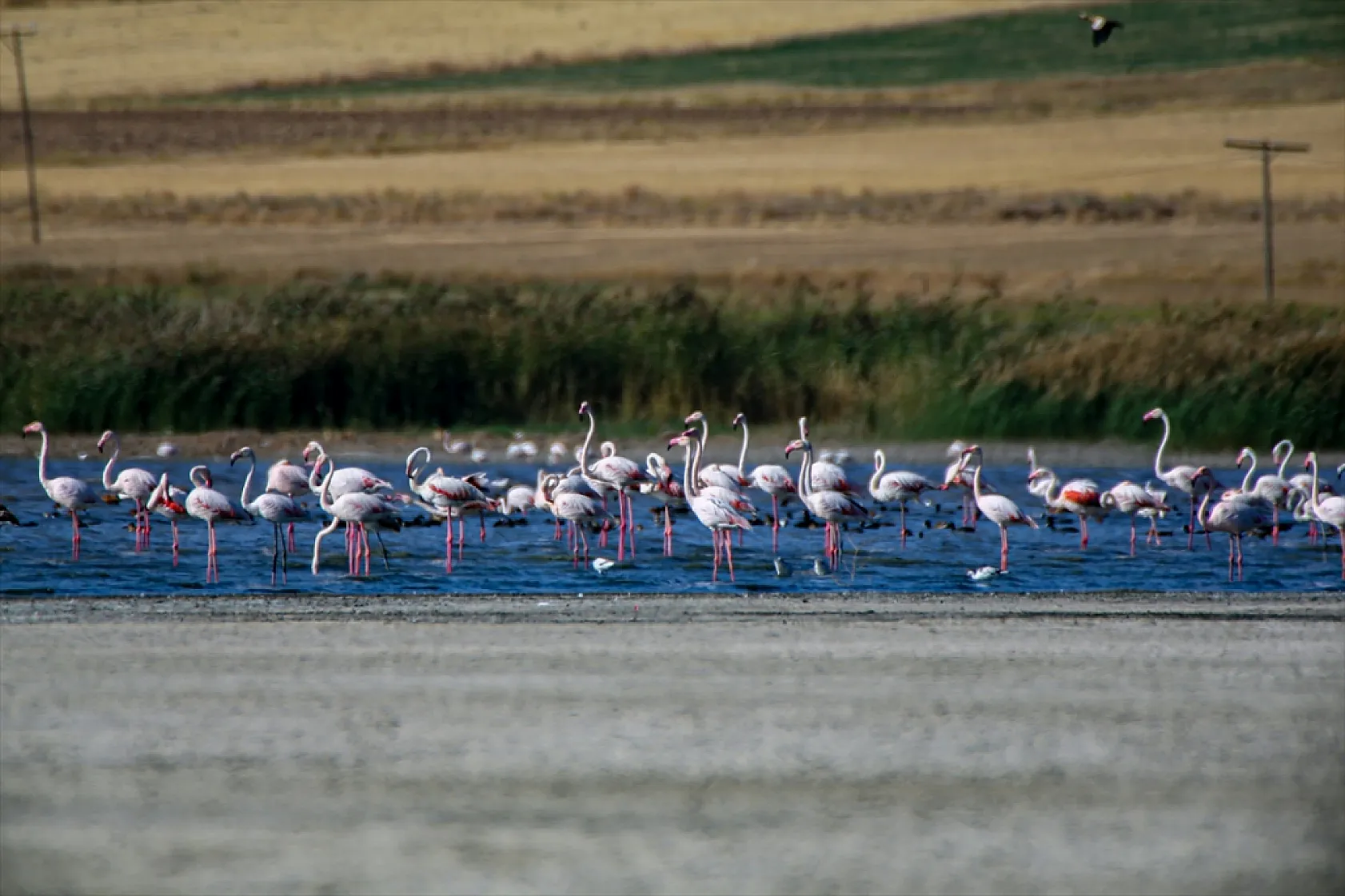Erçek Gölü flamingoları ağırlıyor