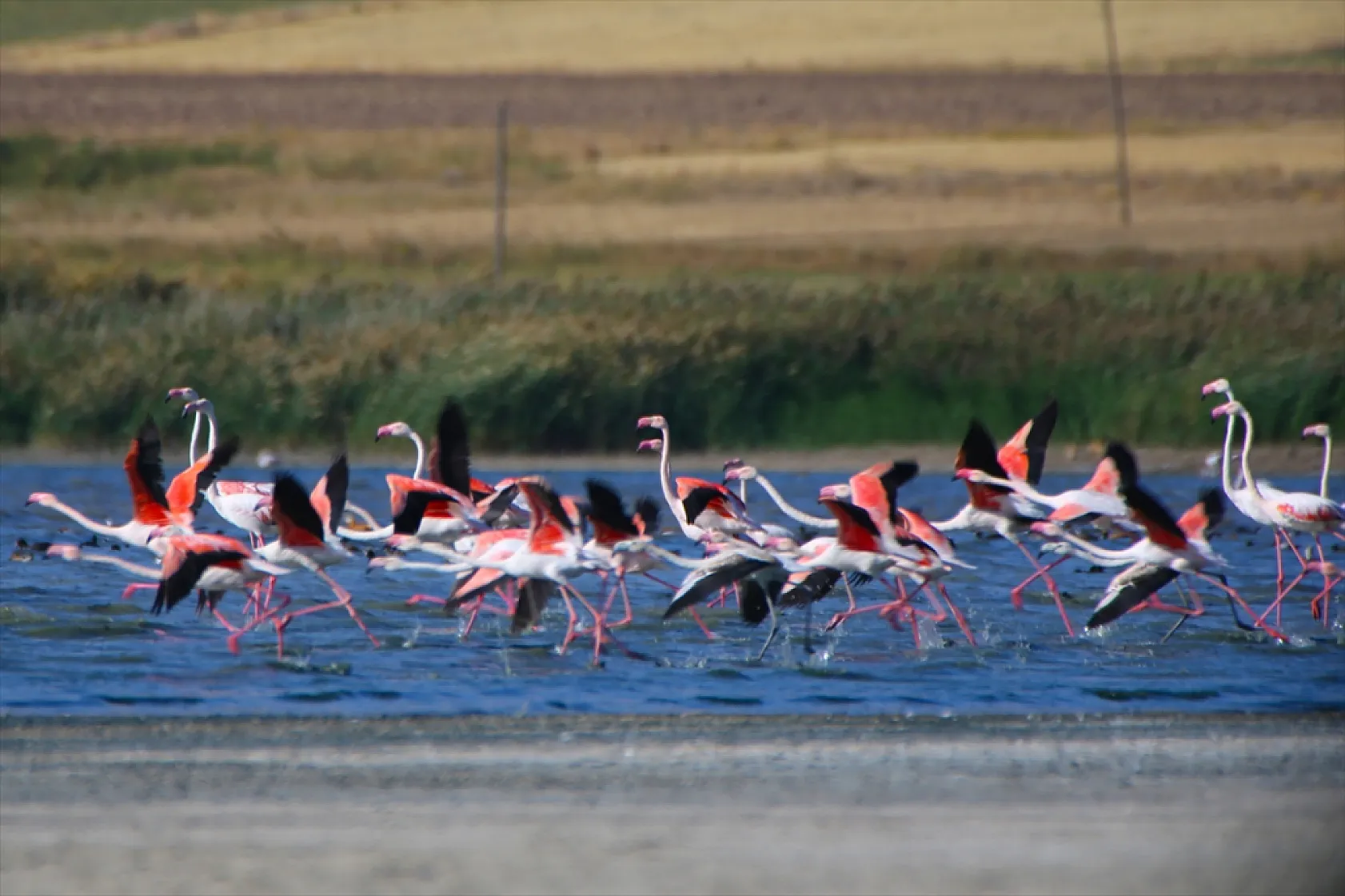 Erçek Gölü flamingoları ağırlıyor