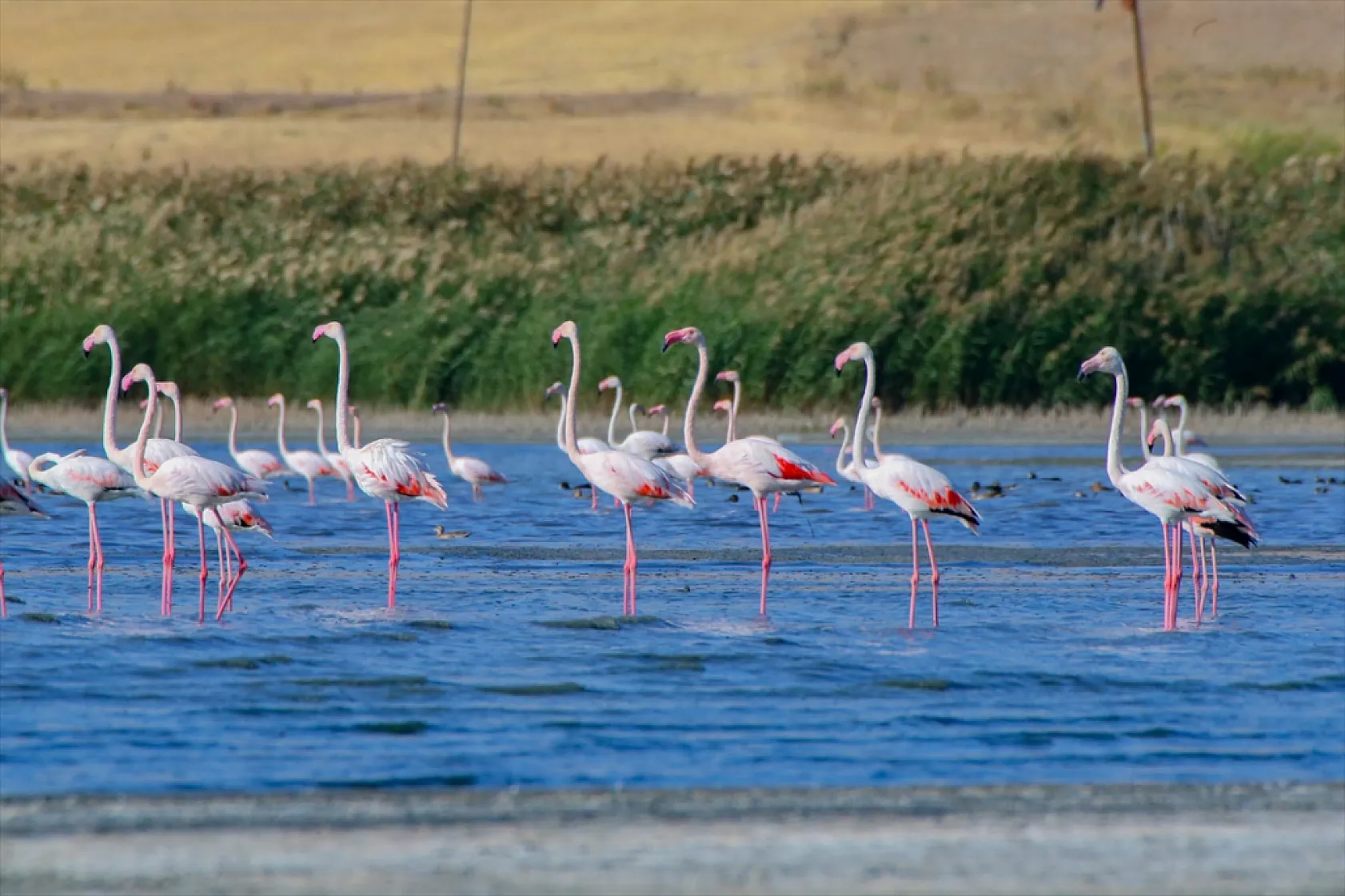 Erçek Gölü flamingoları ağırlıyor