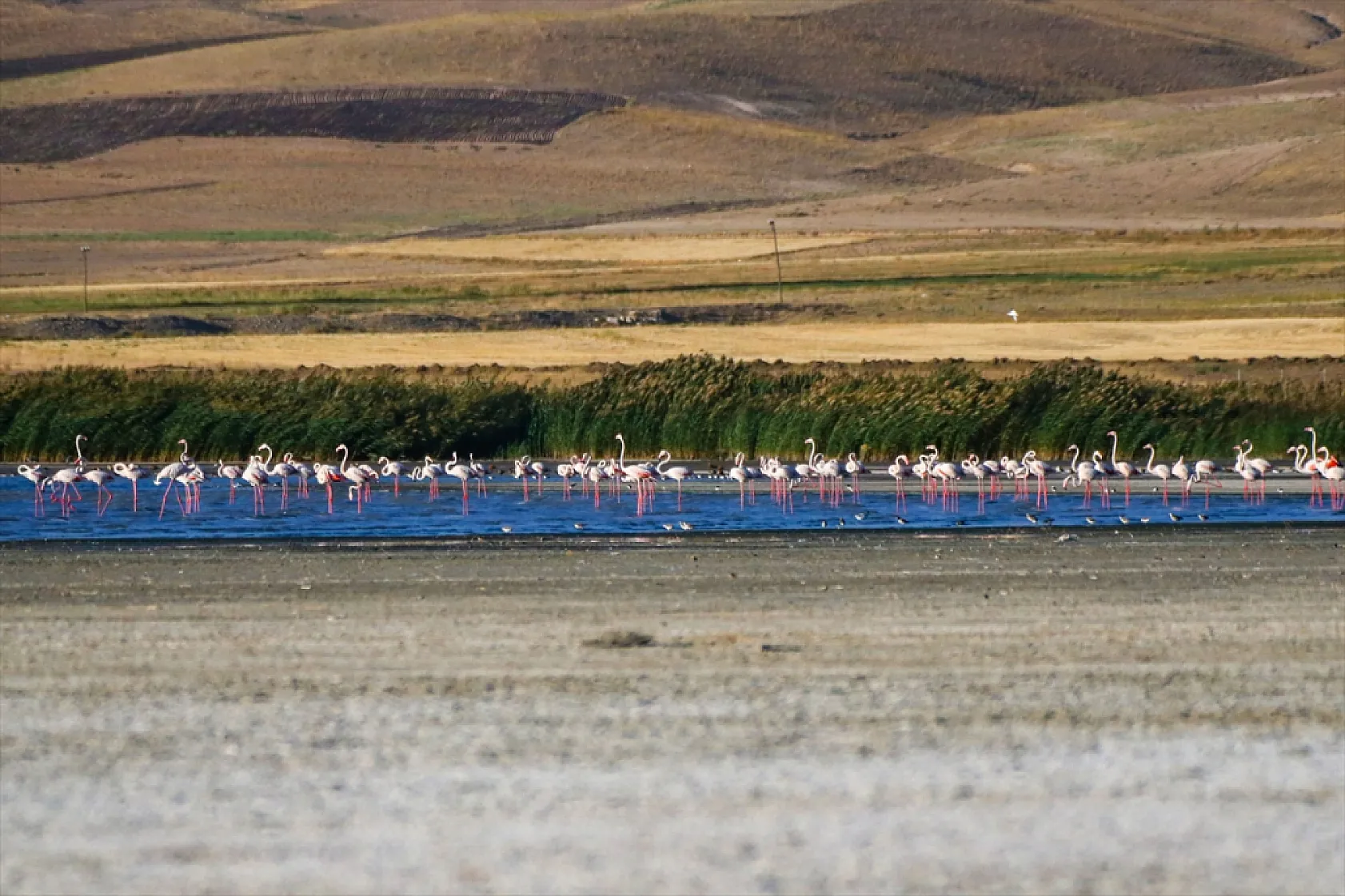 Erçek Gölü flamingoları ağırlıyor