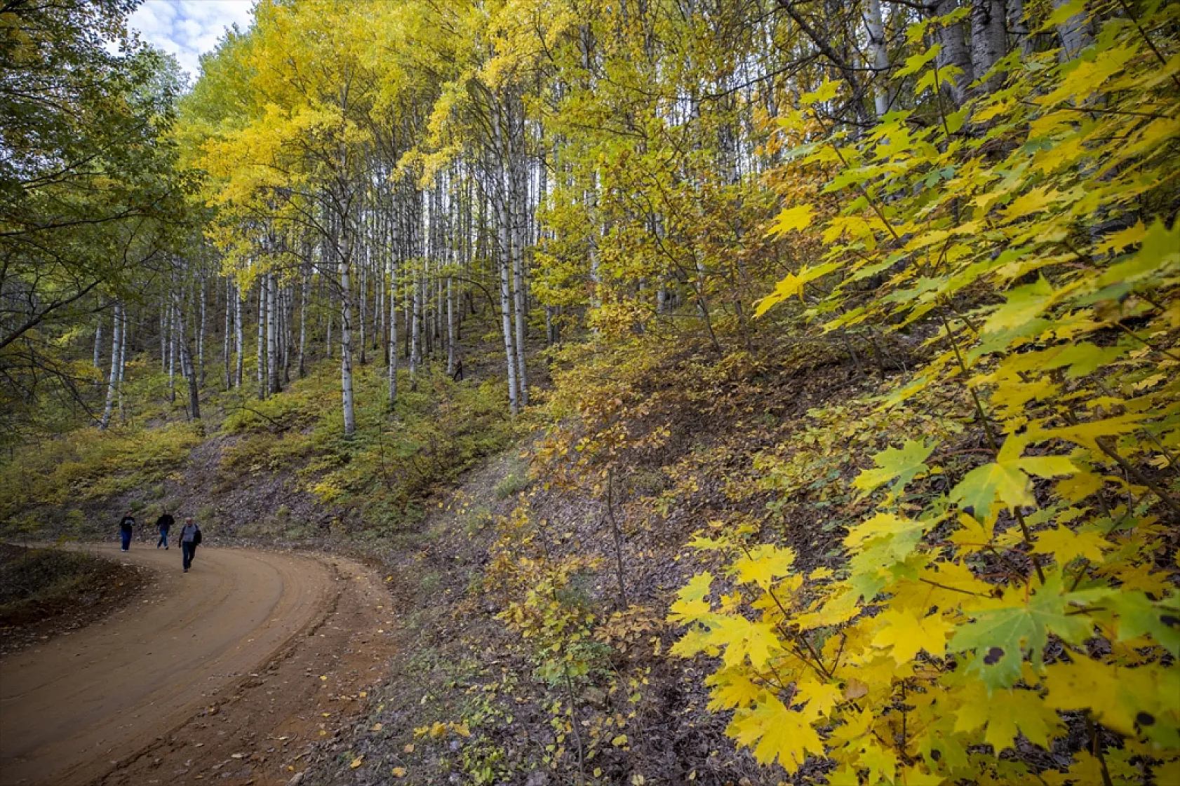Tunceli'nin ormanlarında sonbahar renkleri hakim oldu