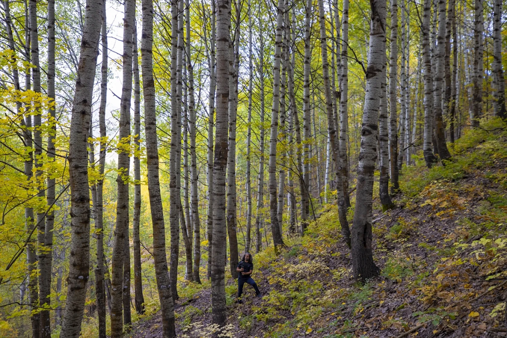Tunceli'nin ormanlarında sonbahar renkleri hakim oldu