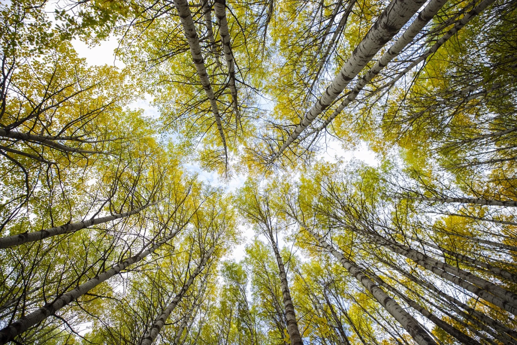 Tunceli'nin ormanlarında sonbahar renkleri hakim oldu