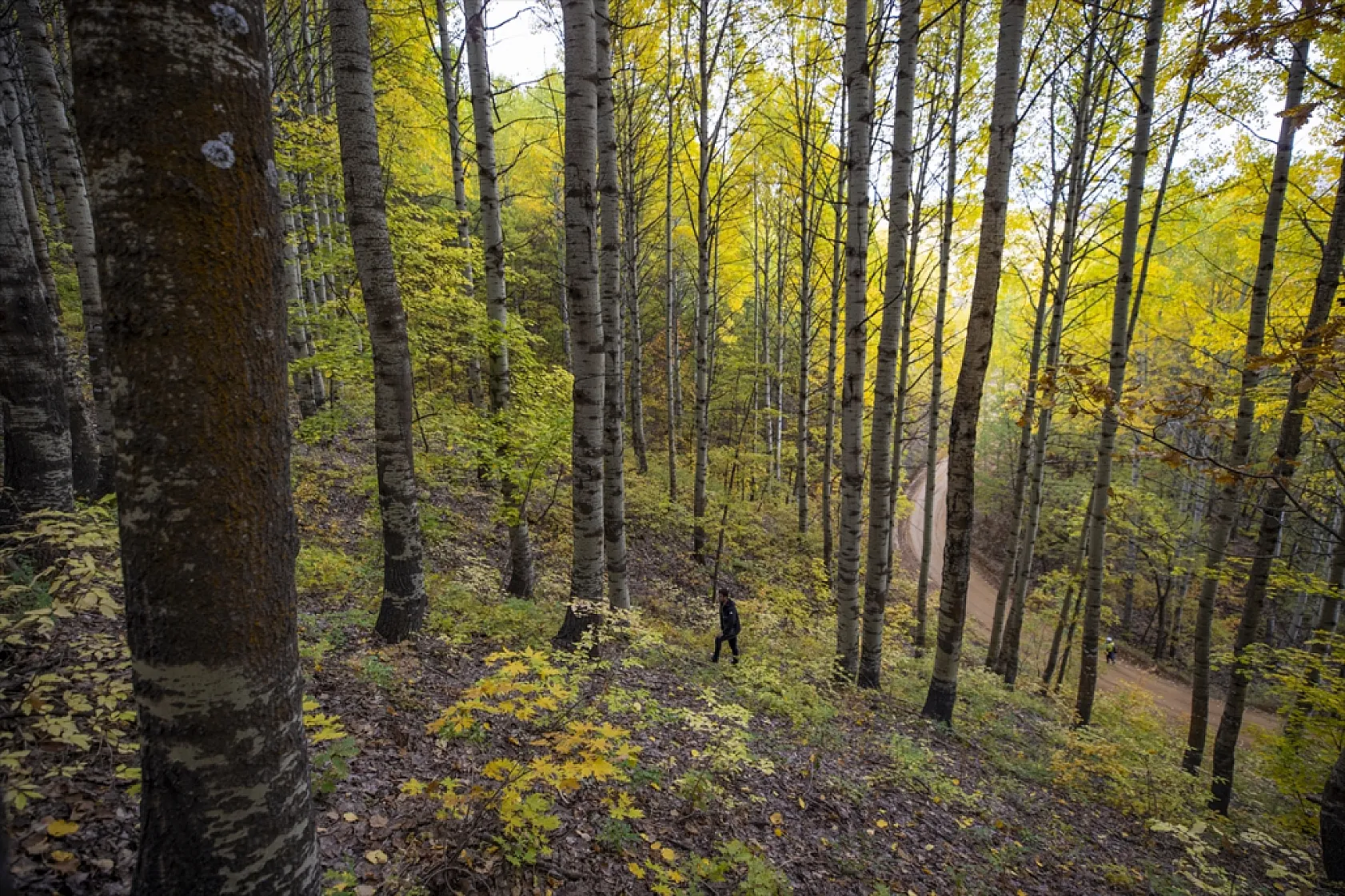 Tunceli'nin ormanlarında sonbahar renkleri hakim oldu