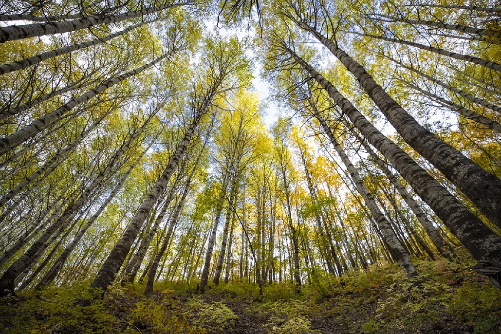 Tunceli'nin ormanlarında sonbahar renkleri hakim oldu