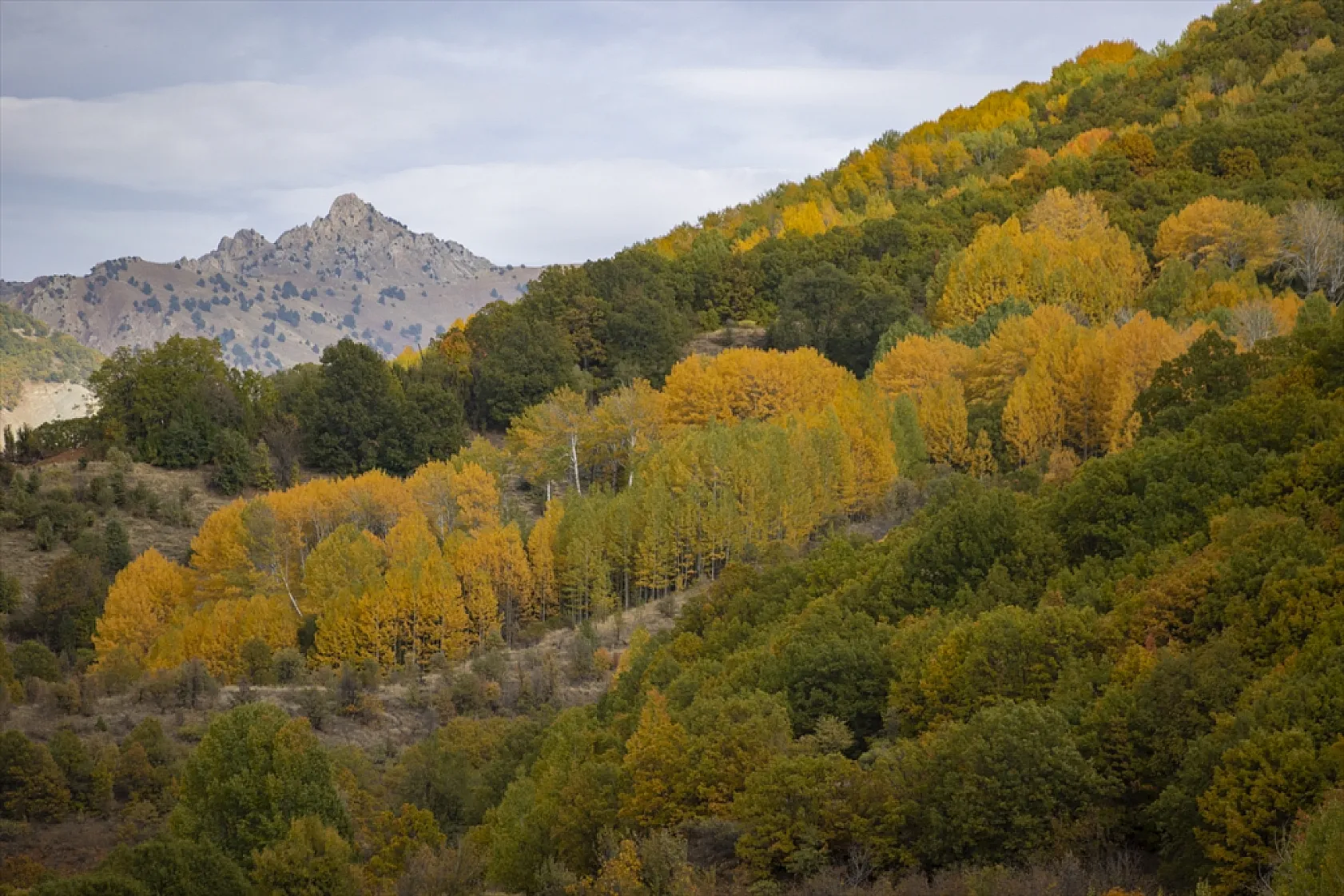 Tunceli'nin ormanlarında sonbahar renkleri hakim oldu