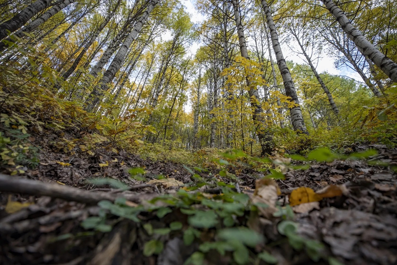 Tunceli'nin ormanlarında sonbahar renkleri hakim oldu