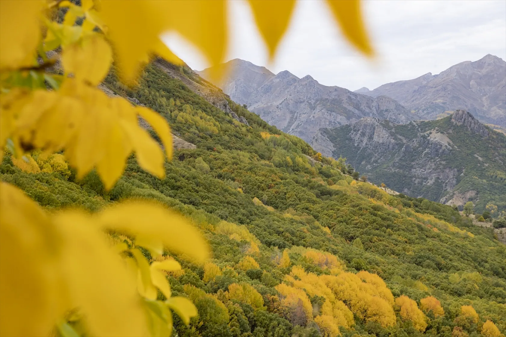 Tunceli'nin ormanlarında sonbahar renkleri hakim oldu