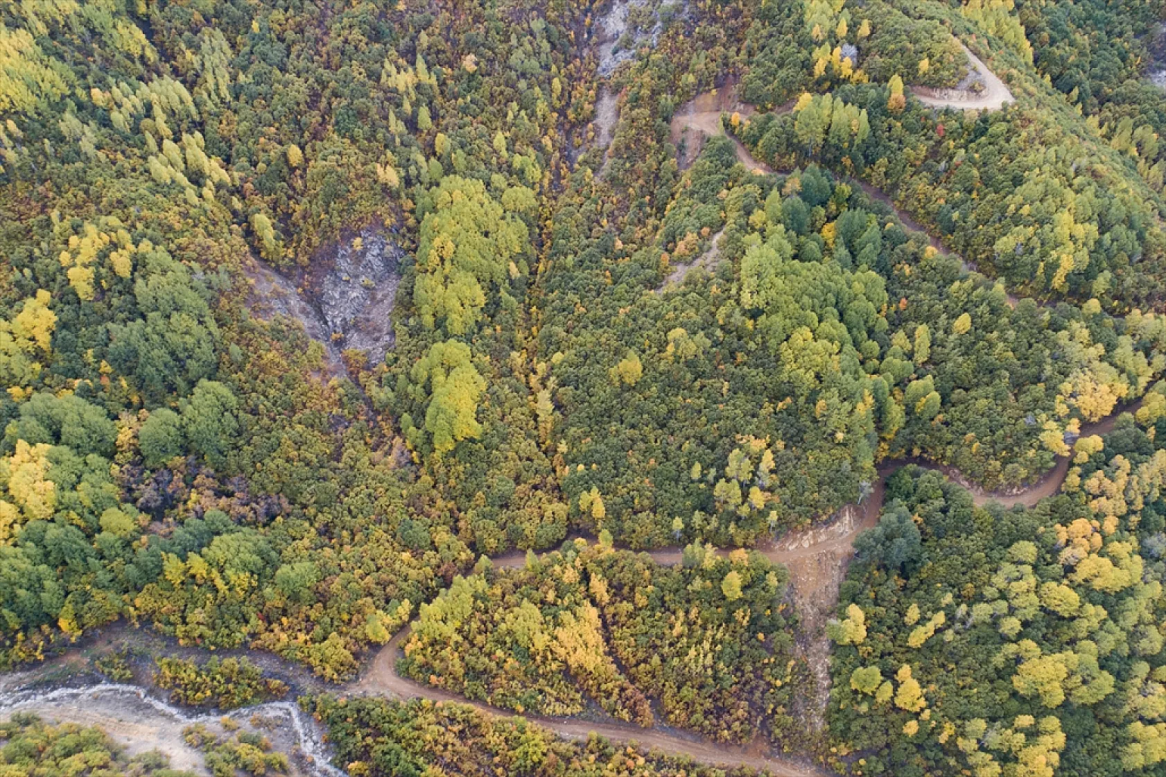 Tunceli'nin ormanlarında sonbahar renkleri hakim oldu