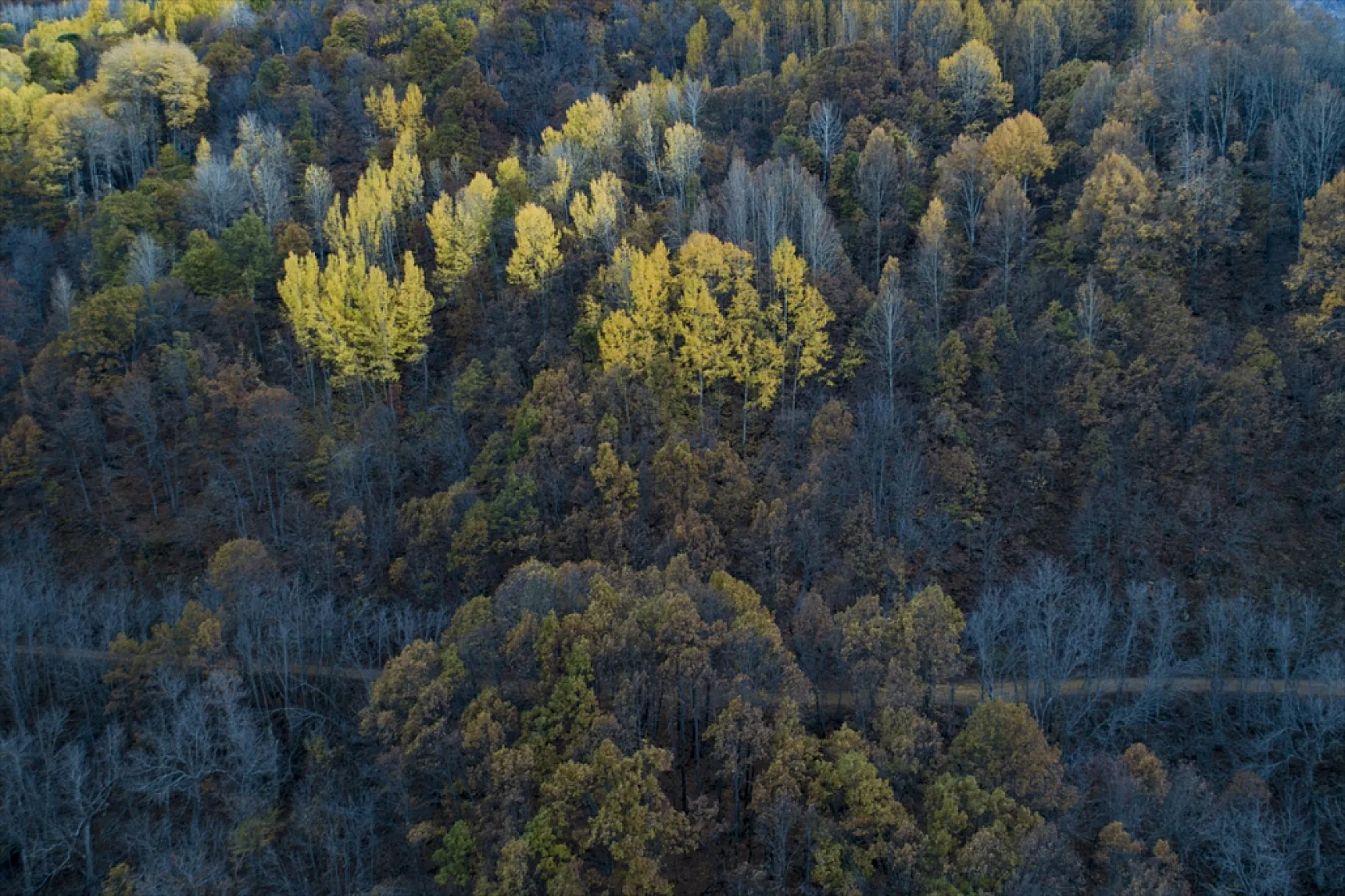 Salördek ormanları güz renklerine büründü