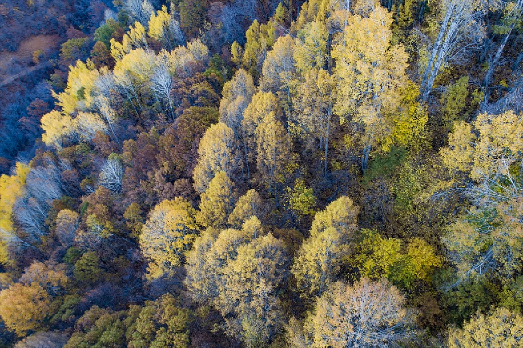 Salördek ormanları güz renklerine büründü
