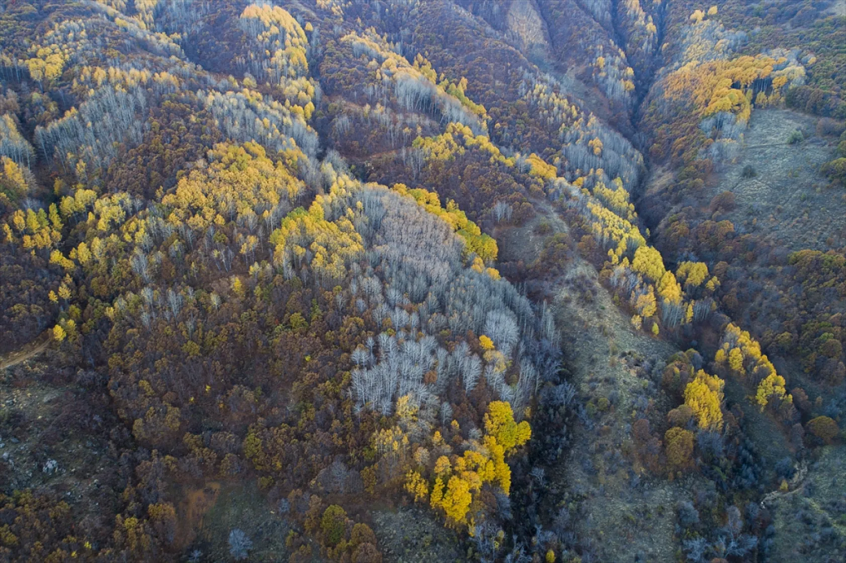 Salördek ormanları güz renklerine büründü