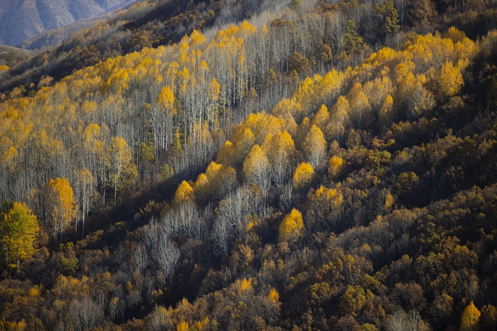 Salördek ormanları güz renklerine büründü
