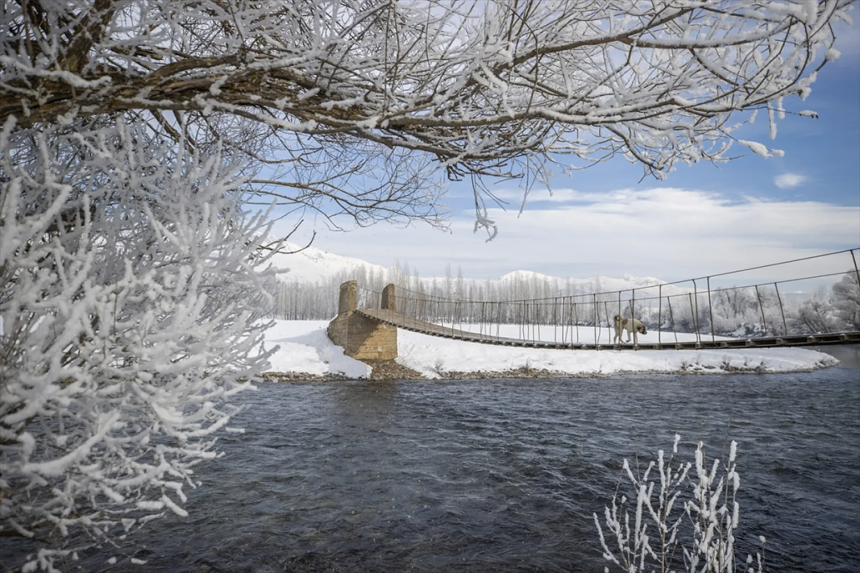 Soğuk hava nedeniyle ağaçlar kırağı tuttu