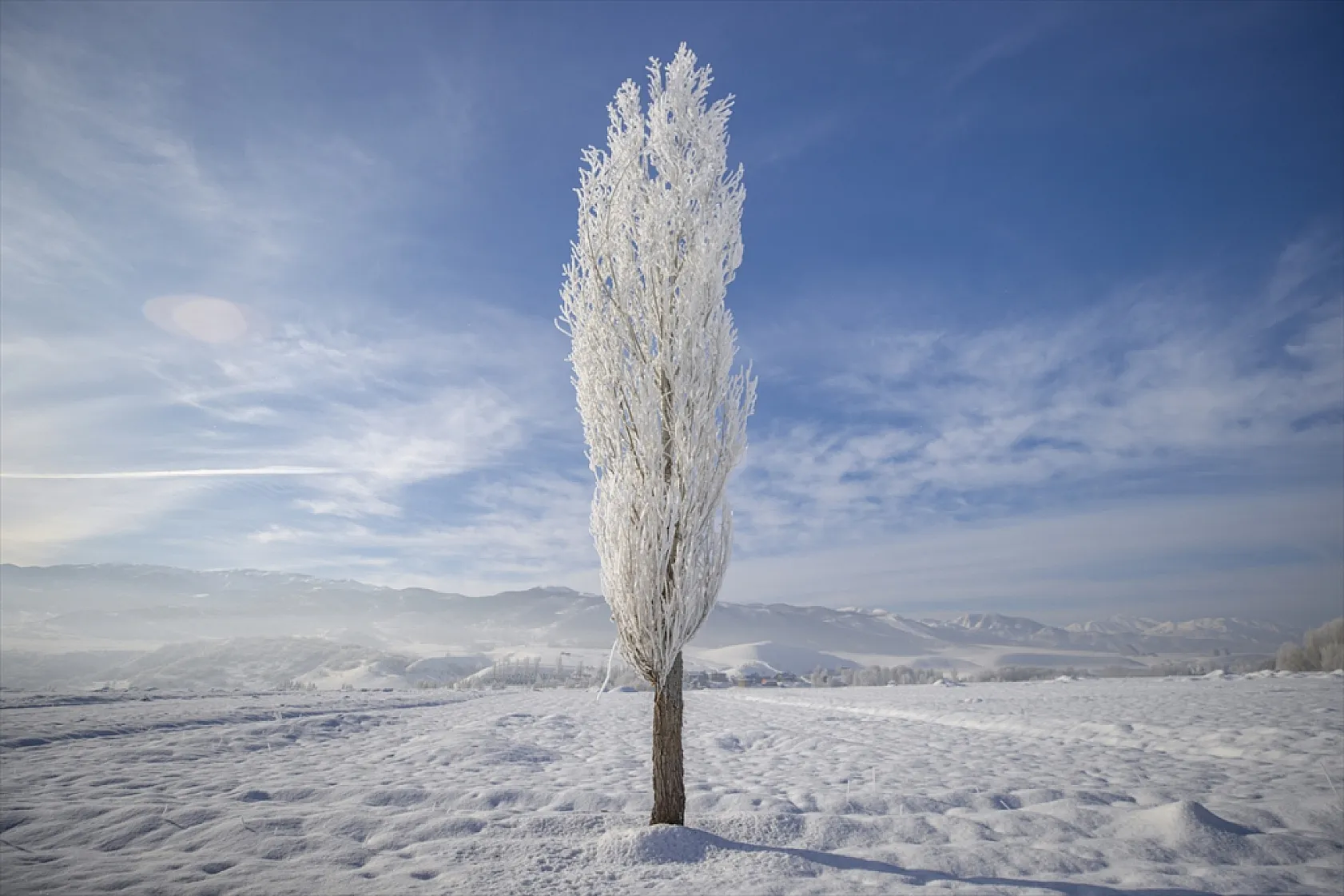 Soğuk hava nedeniyle ağaçlar kırağı tuttu