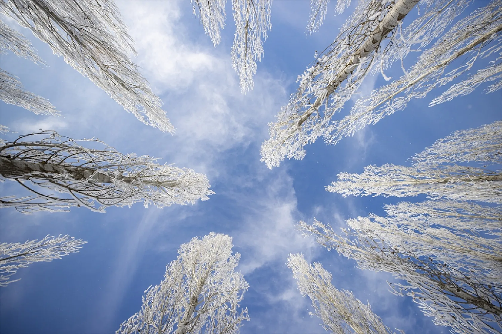 Soğuk hava nedeniyle ağaçlar kırağı tuttu