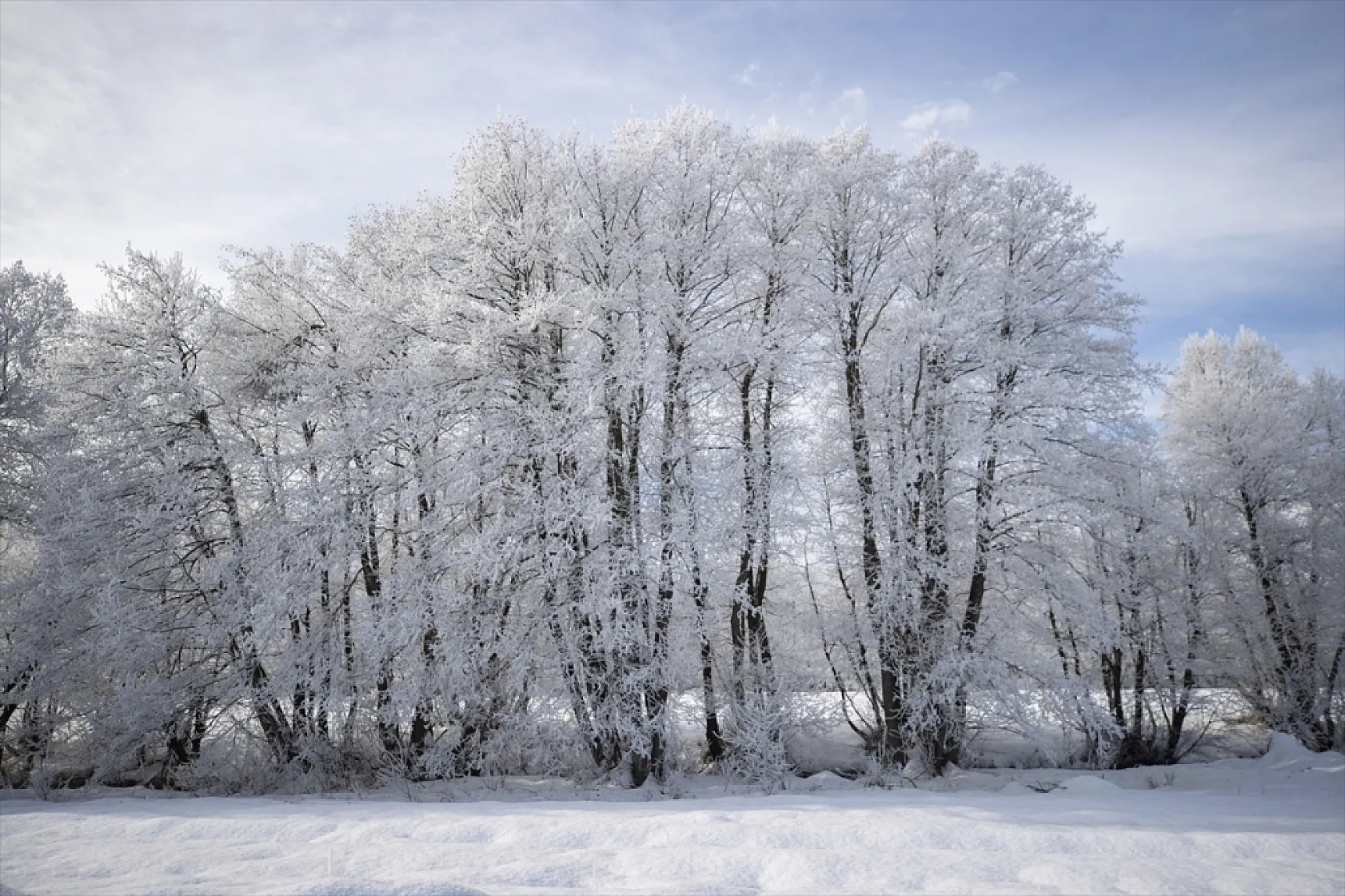 Soğuk hava nedeniyle ağaçlar kırağı tuttu