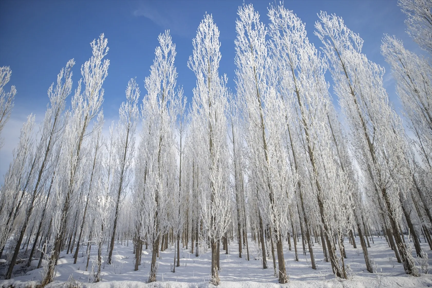 Soğuk hava nedeniyle ağaçlar kırağı tuttu