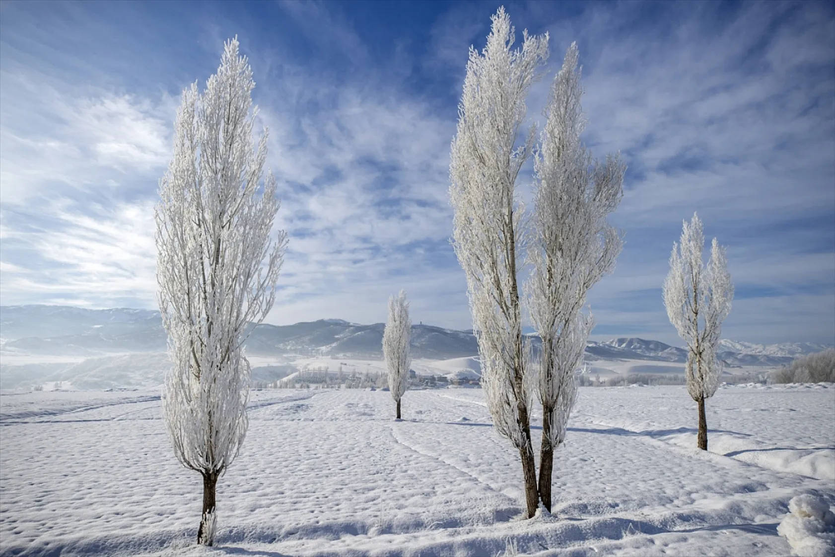 Soğuk hava nedeniyle ağaçlar kırağı tuttu