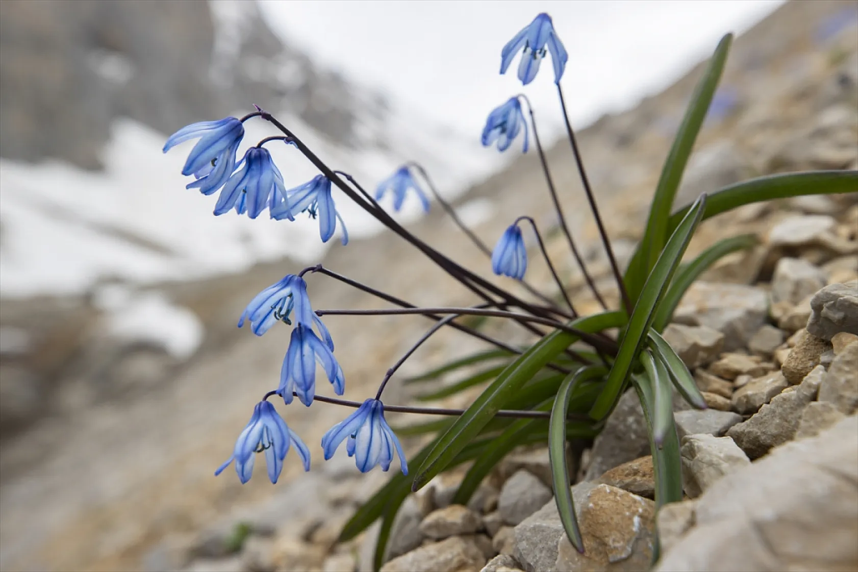 Munzur Dağları'nda mavi kardelenler ve süsenler açtı