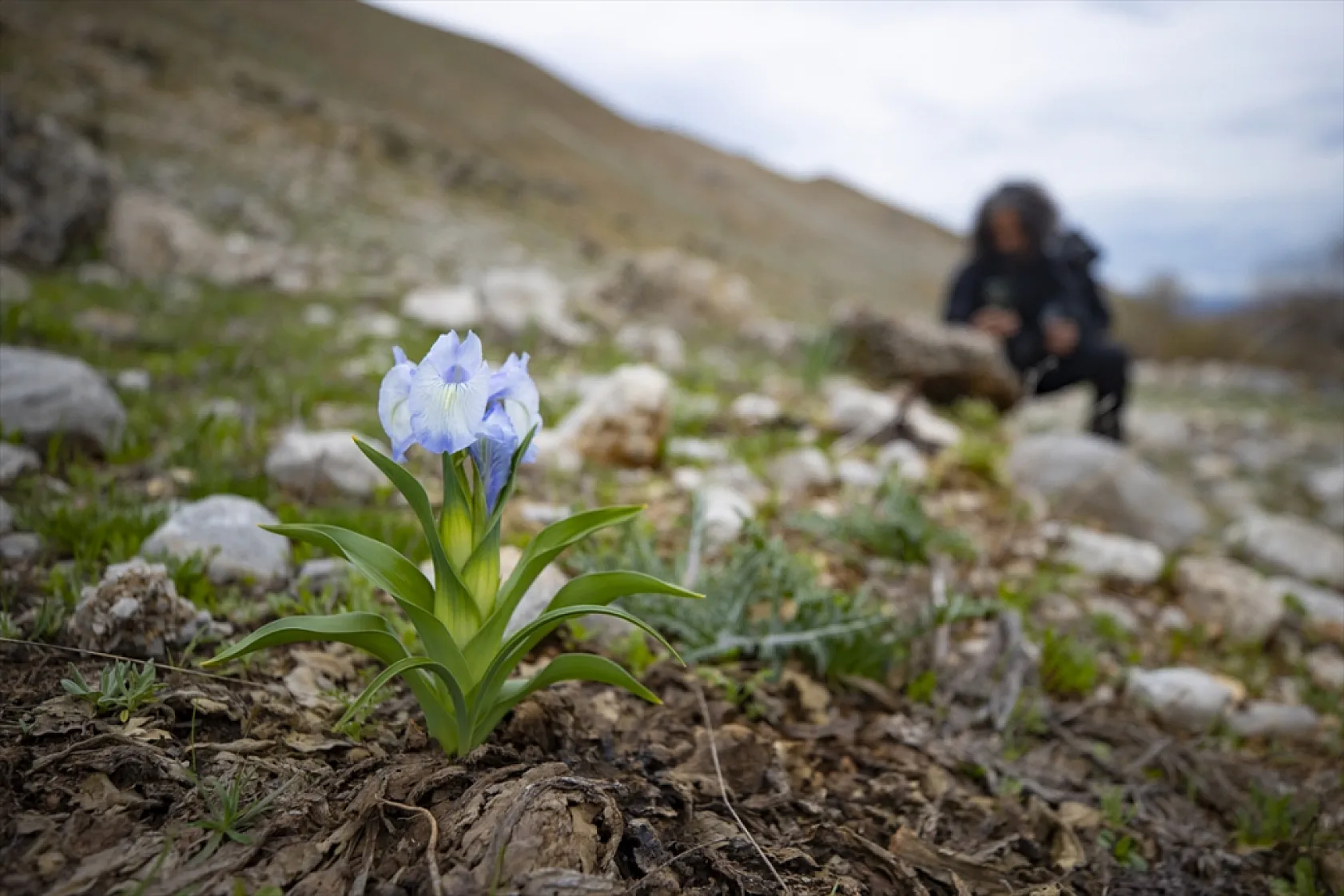 Munzur Dağları'nda mavi kardelenler ve süsenler açtı