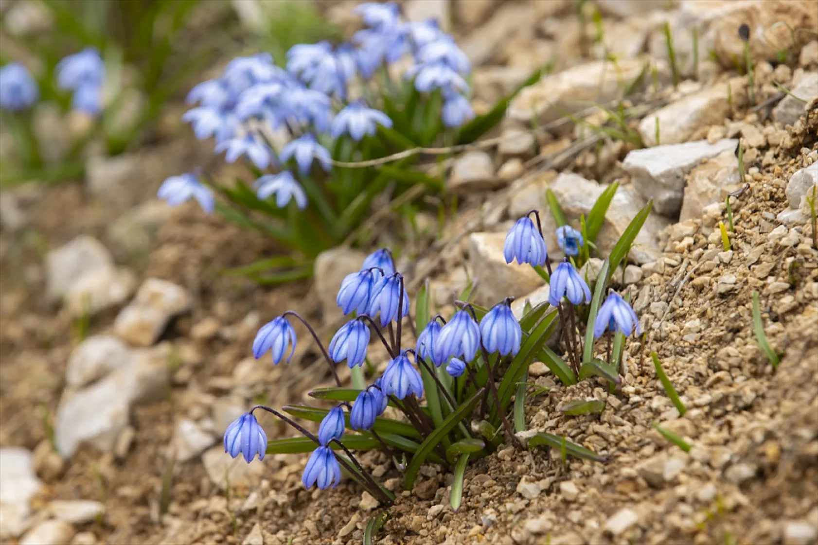 Munzur Dağları'nda mavi kardelenler ve süsenler açtı