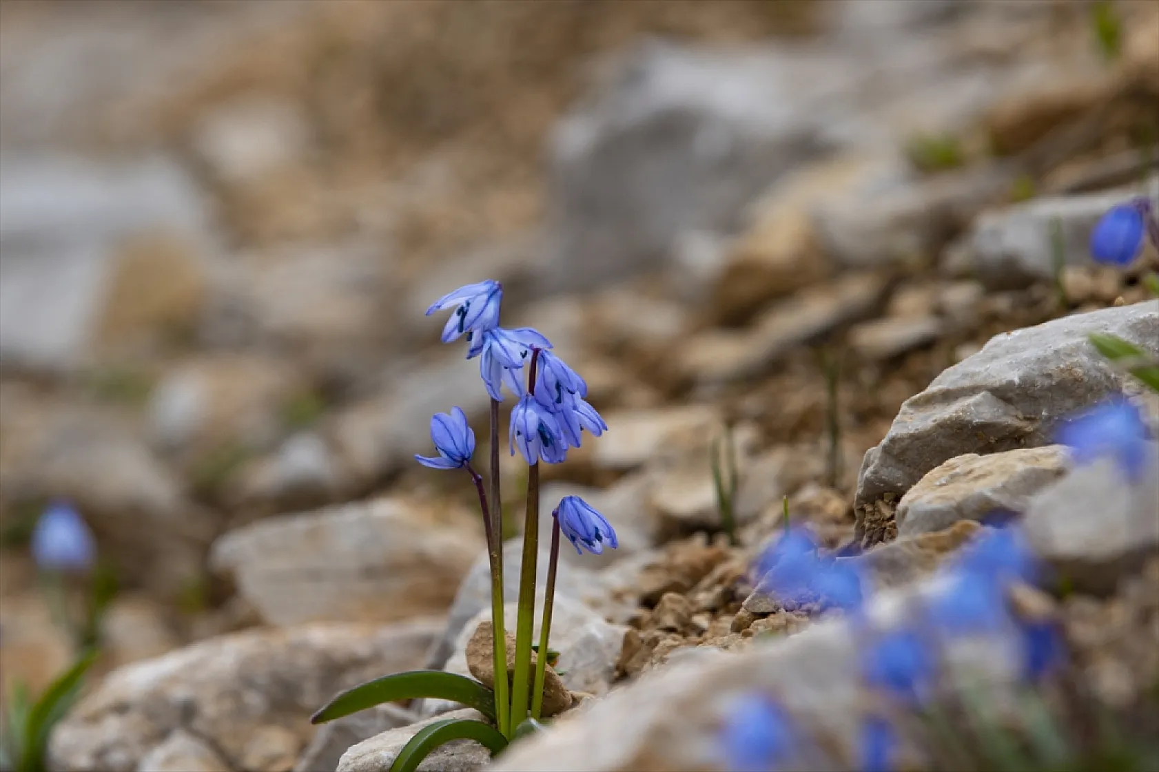 Munzur Dağları'nda mavi kardelenler ve süsenler açtı