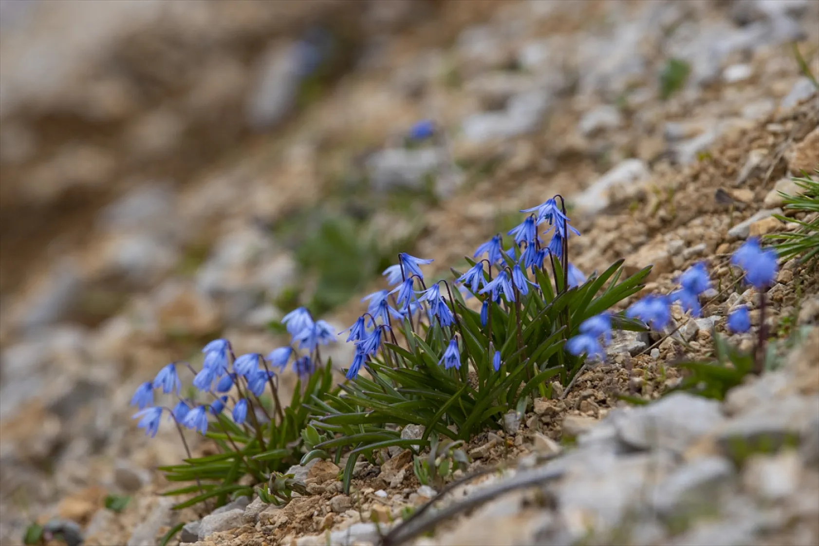 Munzur Dağları'nda mavi kardelenler ve süsenler açtı