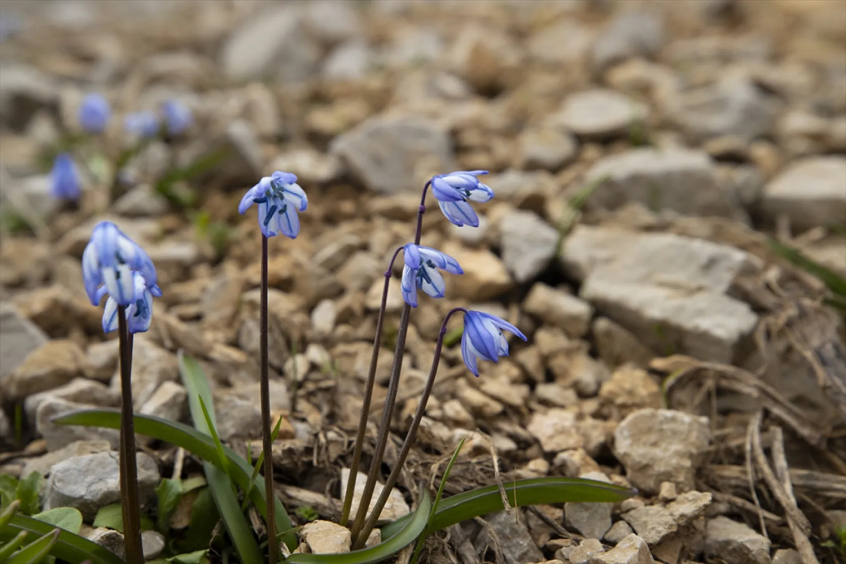 Munzur Dağları'nda mavi kardelenler ve süsenler açtı