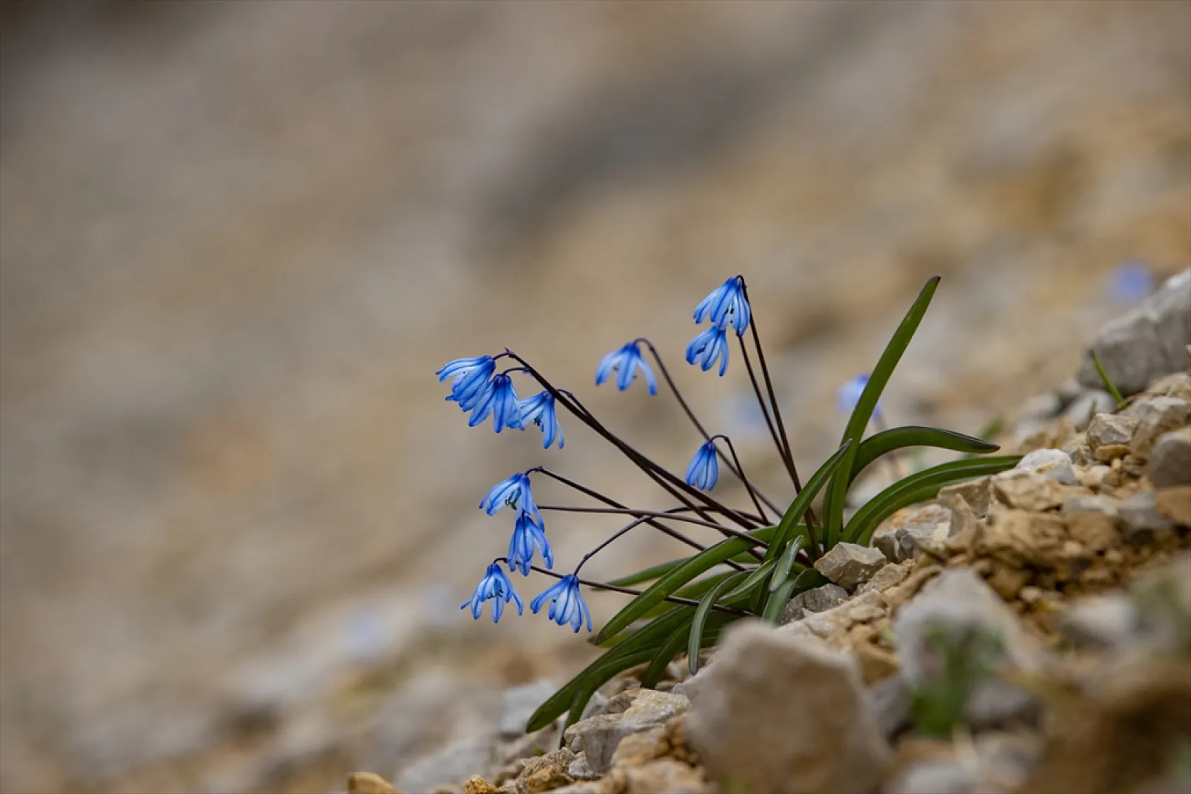 Munzur Dağları'nda mavi kardelenler ve süsenler açtı