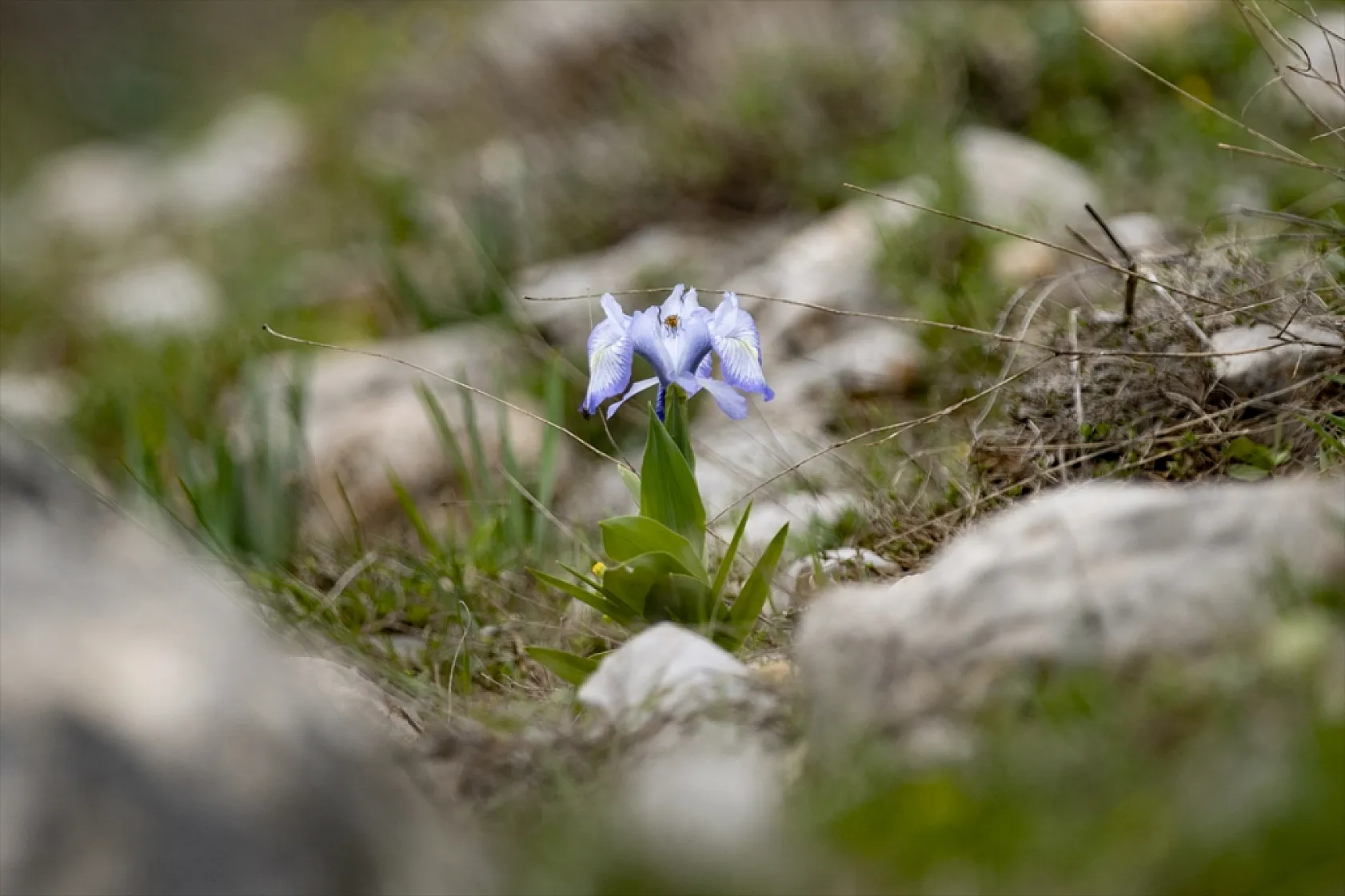 Munzur Dağları'nda mavi kardelenler ve süsenler açtı