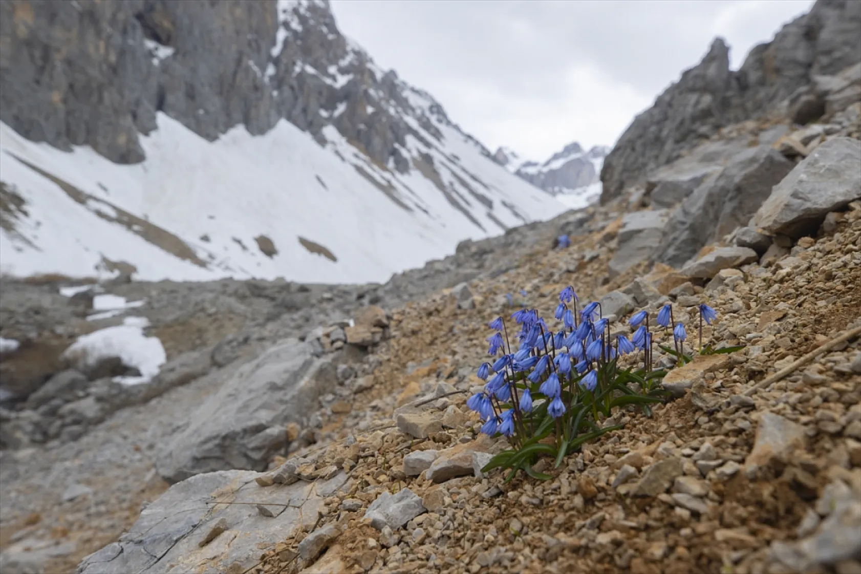 Munzur Dağları'nda mavi kardelenler ve süsenler açtı