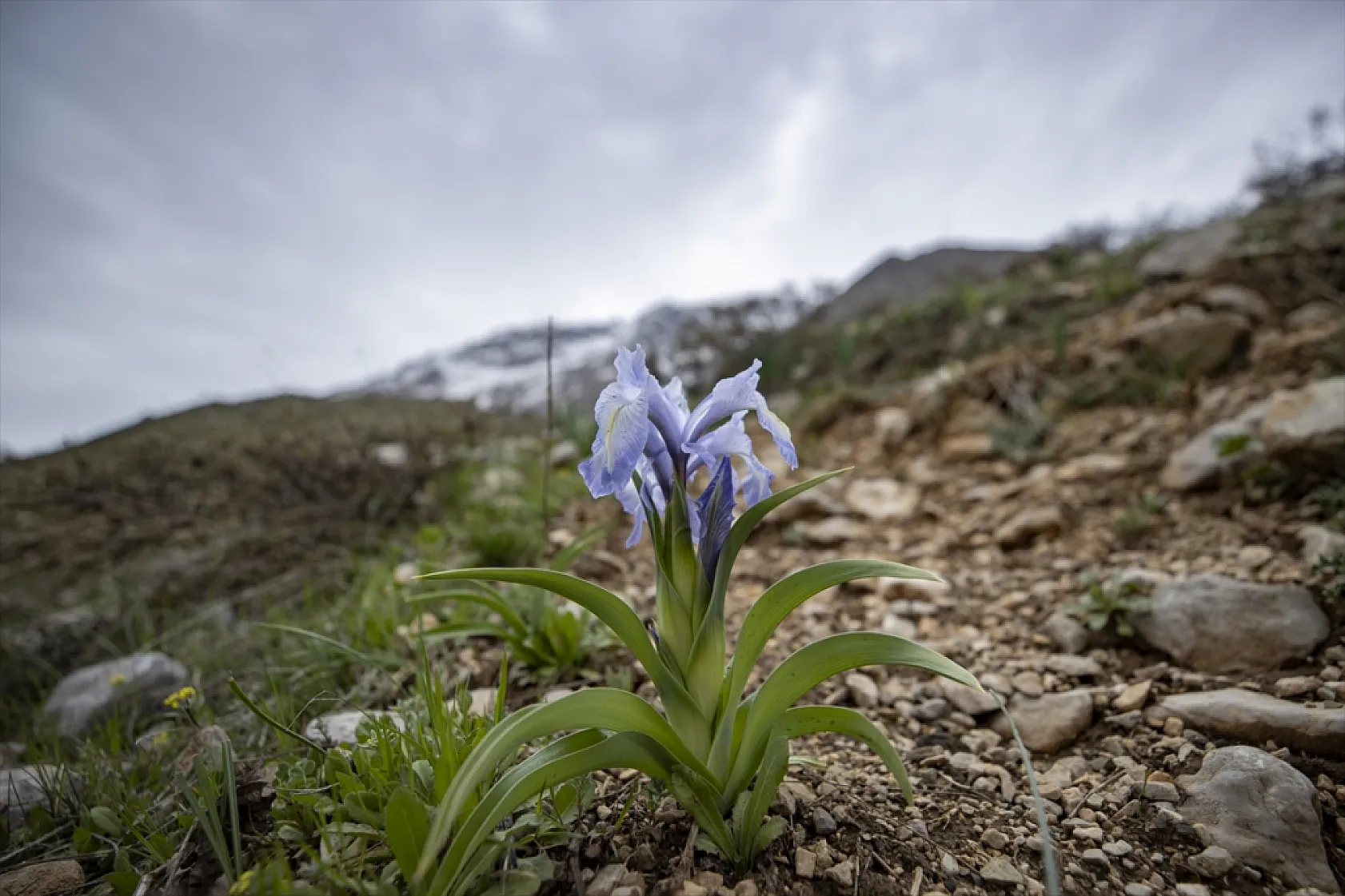 Munzur Dağları'nda mavi kardelenler ve süsenler açtı