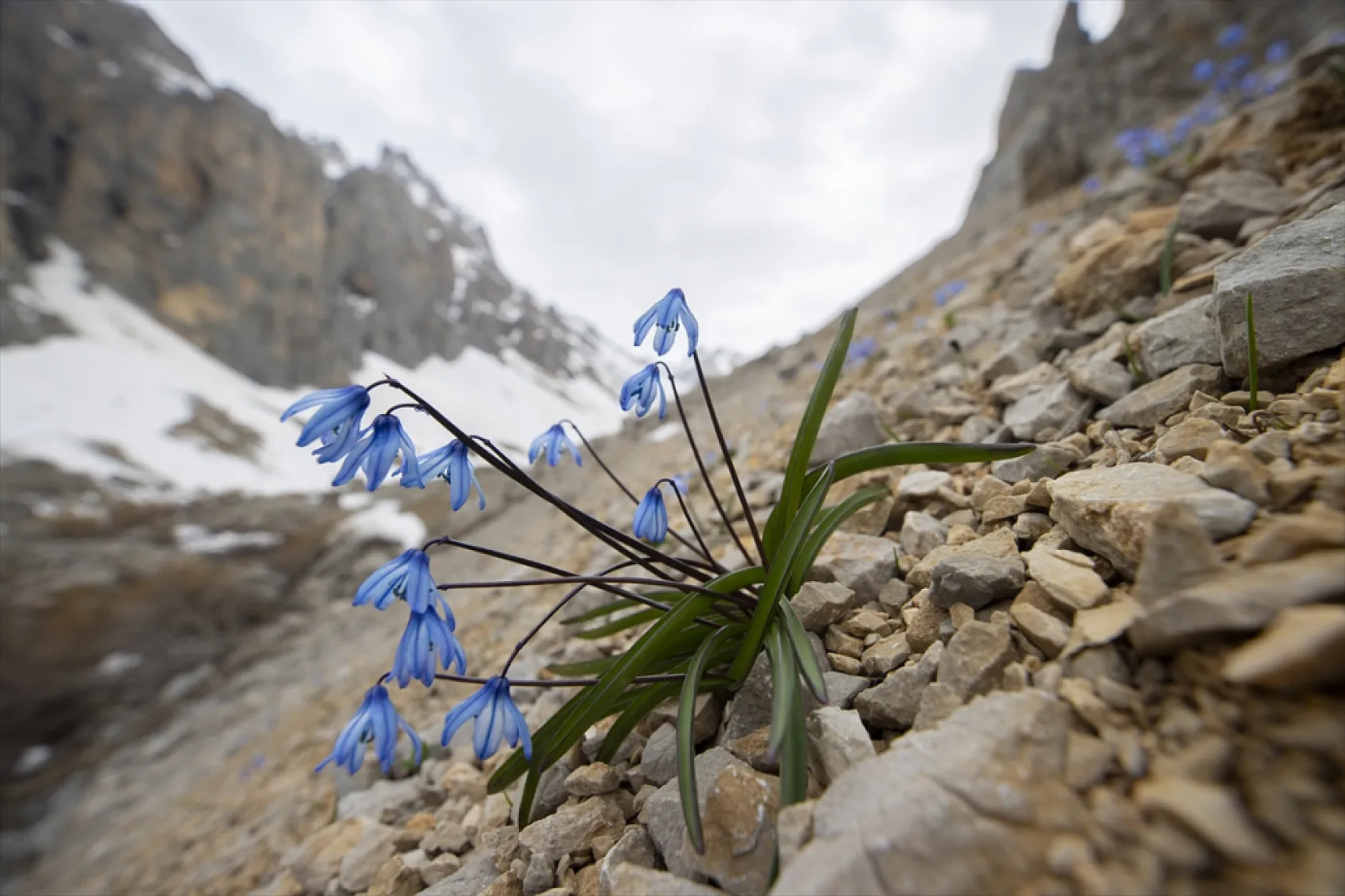 Munzur Dağları'nda mavi kardelenler ve süsenler açtı