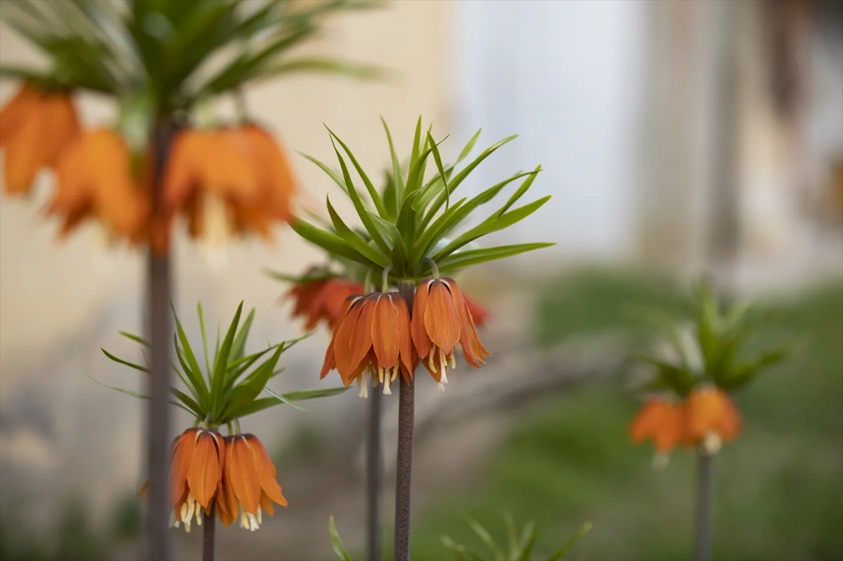 Tunceli'de ilkbaharın gelişiyle ters laleler açtı