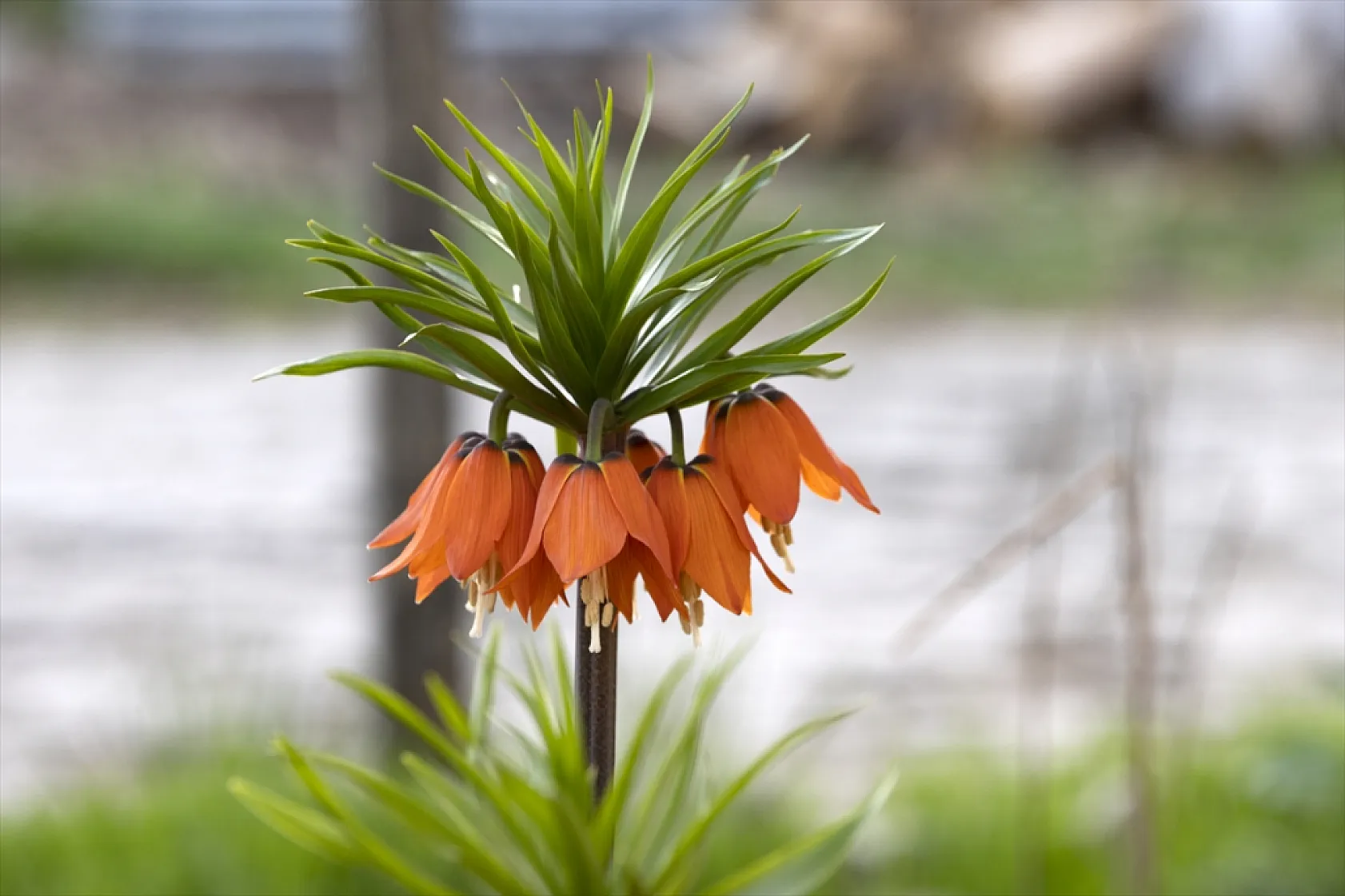 Tunceli'de ilkbaharın gelişiyle ters laleler açtı