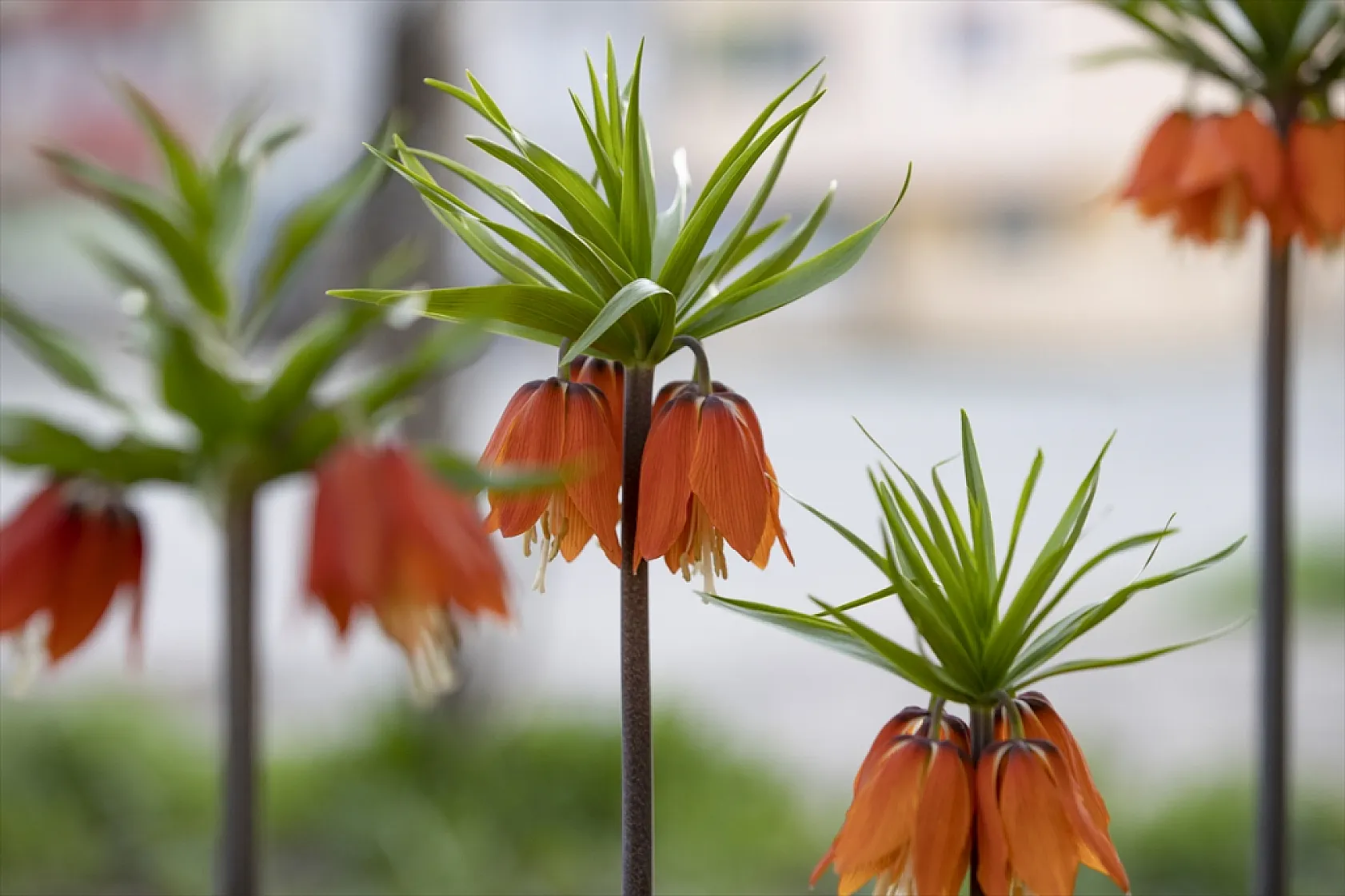 Tunceli'de ilkbaharın gelişiyle ters laleler açtı
