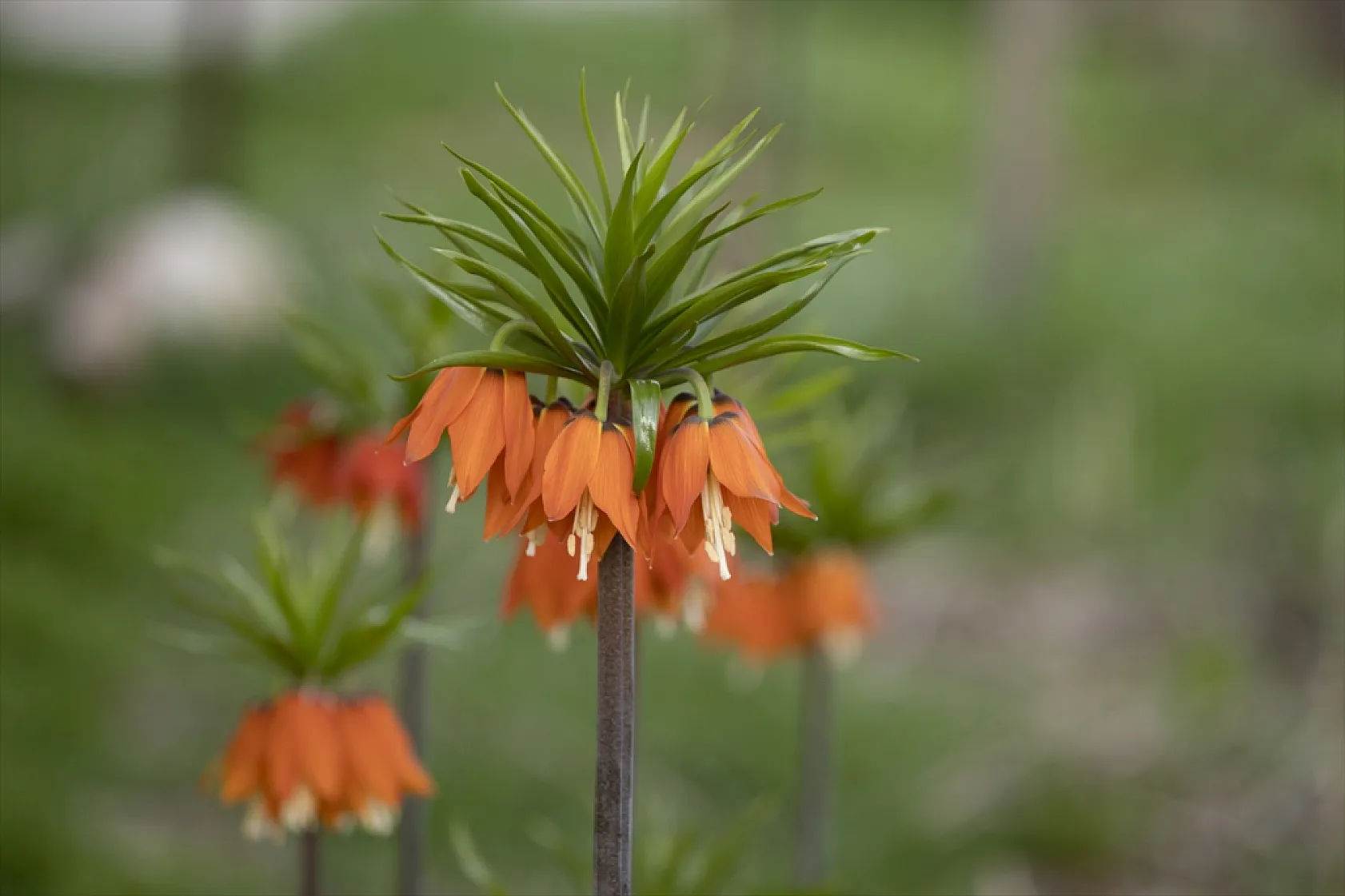 Tunceli'de ilkbaharın gelişiyle ters laleler açtı