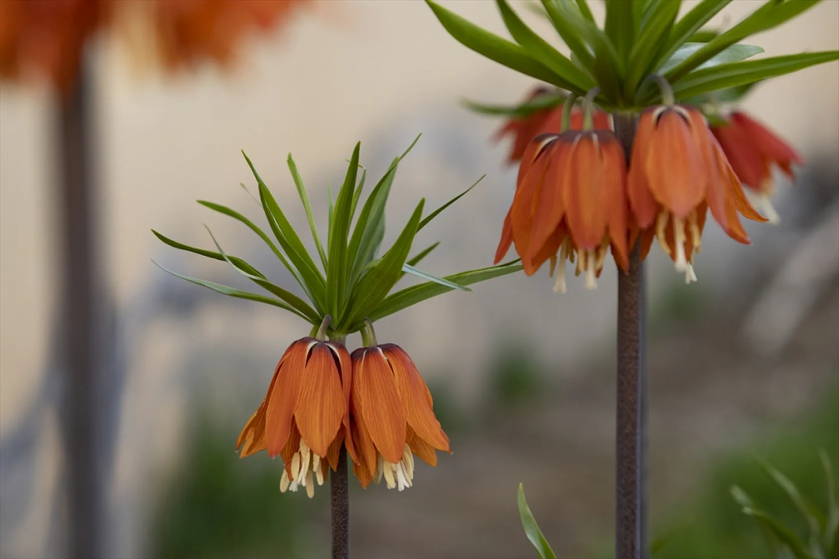 Tunceli'de ilkbaharın gelişiyle ters laleler açtı