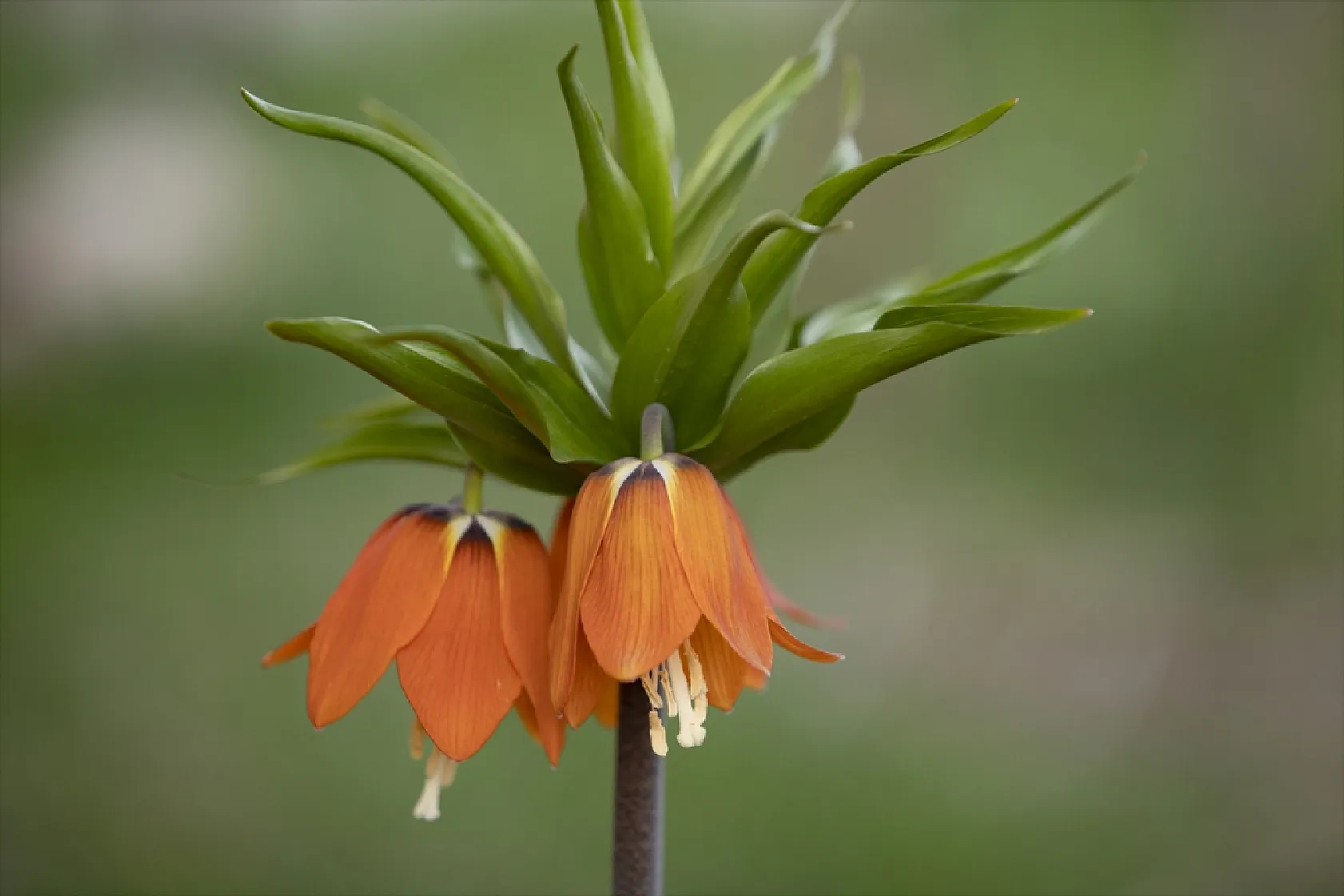 Tunceli'de ilkbaharın gelişiyle ters laleler açtı