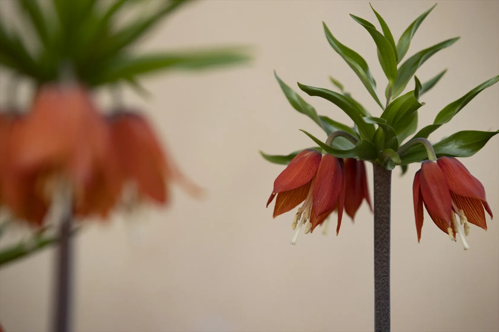 Tunceli'de ilkbaharın gelişiyle ters laleler açtı