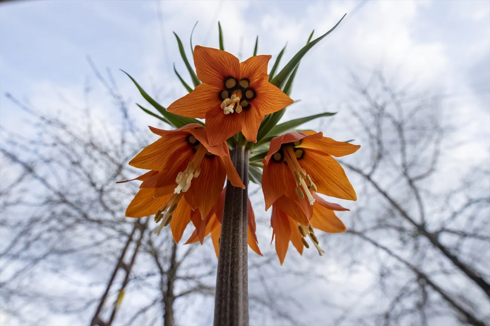 Tunceli'de ilkbaharın gelişiyle ters laleler açtı