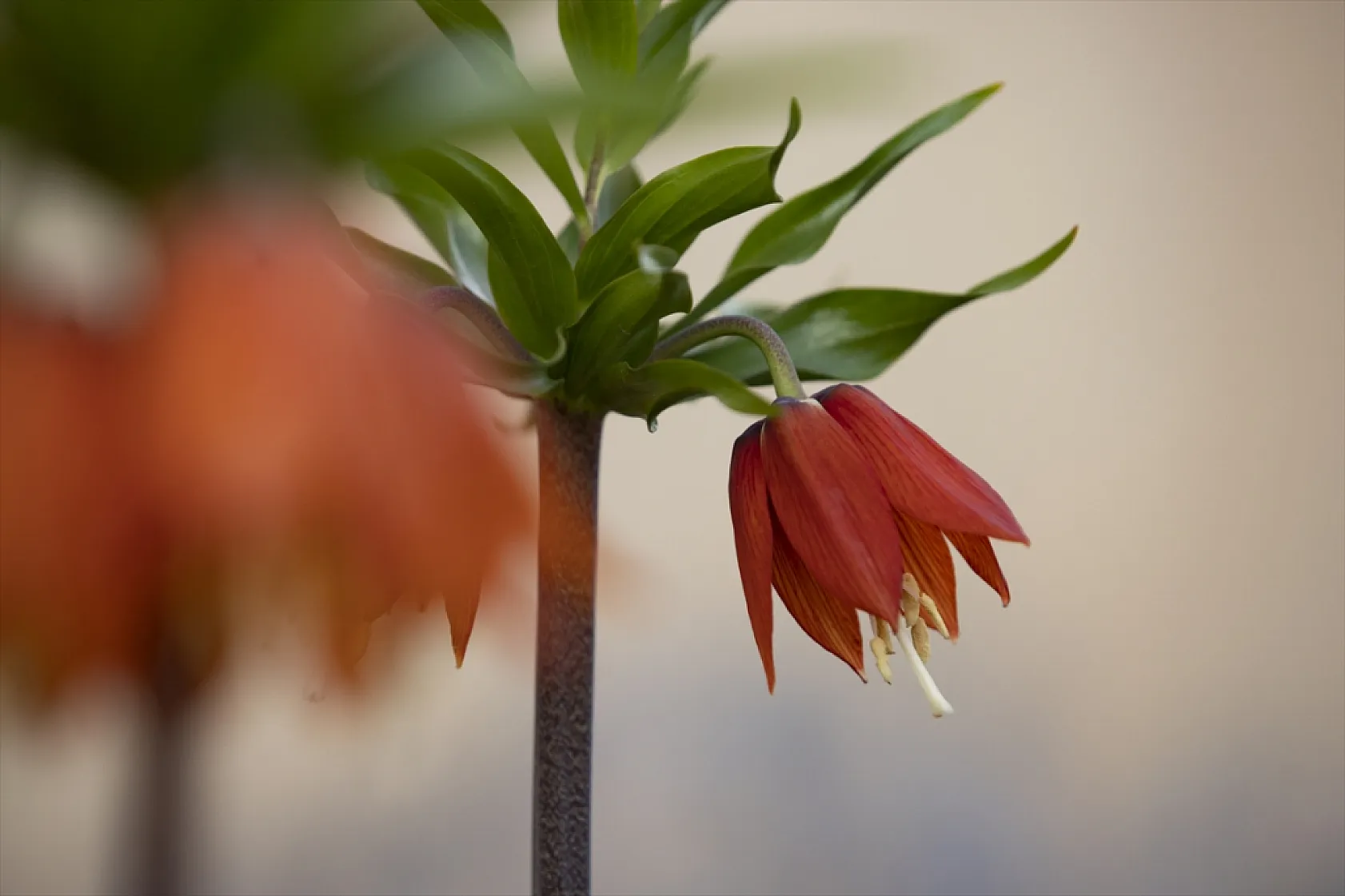 Tunceli'de ilkbaharın gelişiyle ters laleler açtı