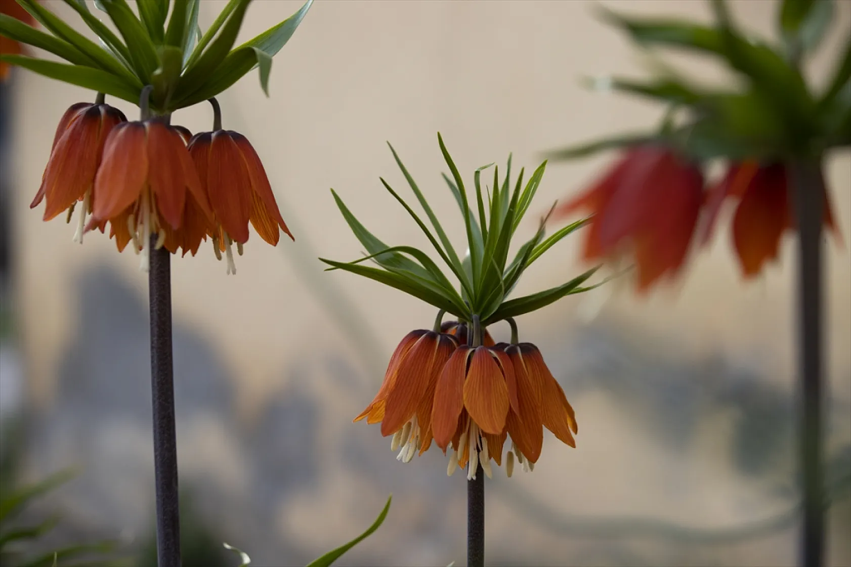 Tunceli'de ilkbaharın gelişiyle ters laleler açtı