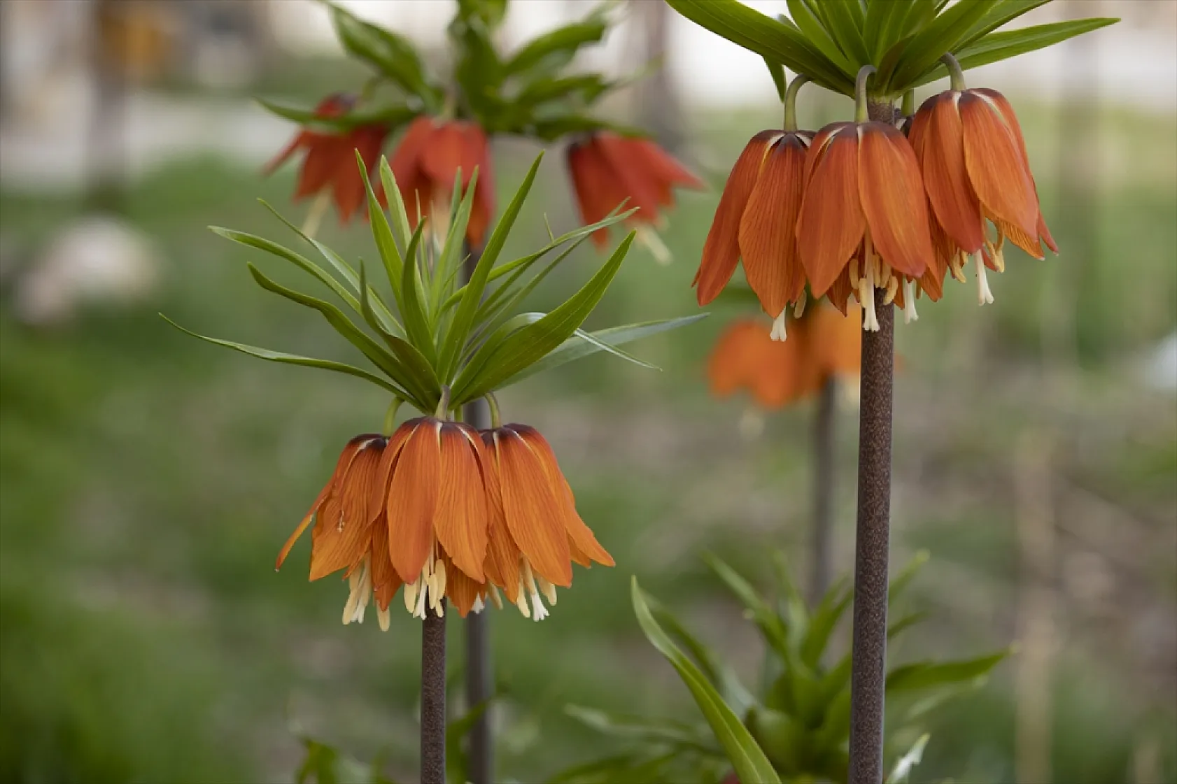 Tunceli'de ilkbaharın gelişiyle ters laleler açtı