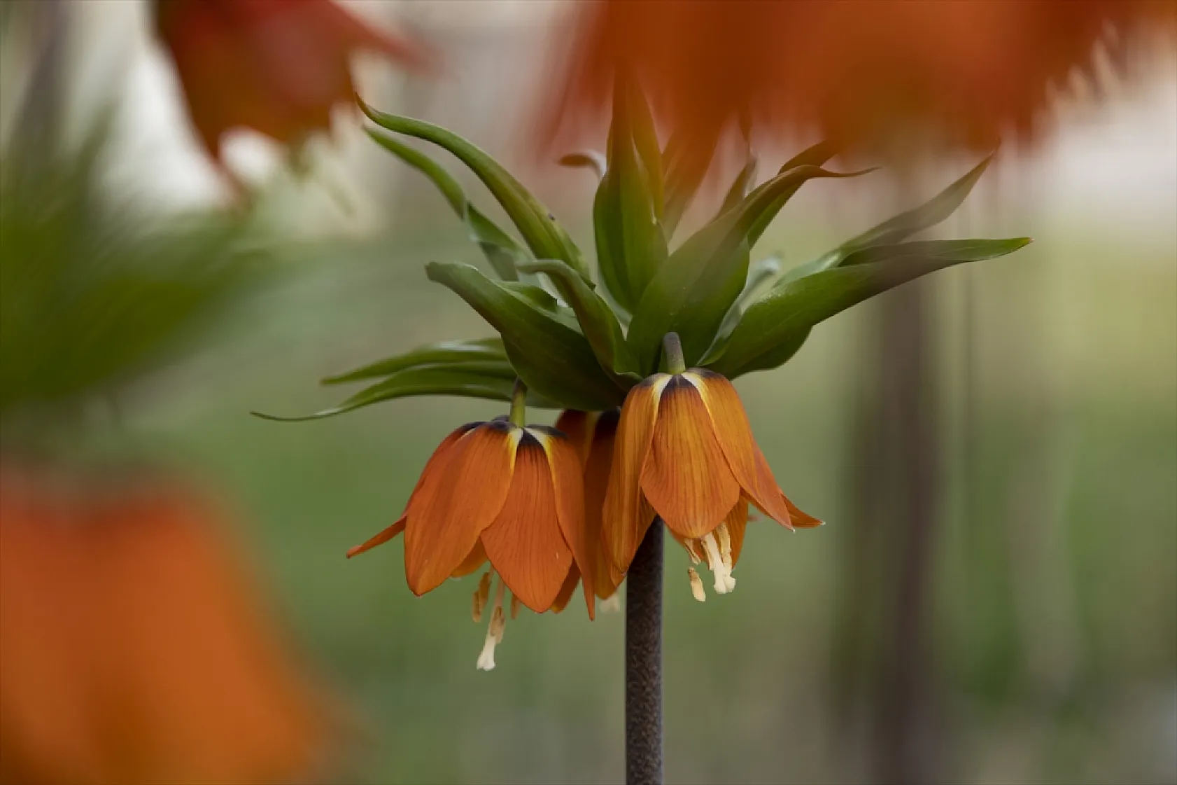 Tunceli'de ilkbaharın gelişiyle ters laleler açtı