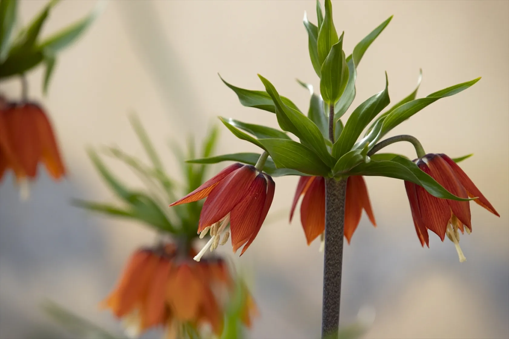Tunceli'de ilkbaharın gelişiyle ters laleler açtı